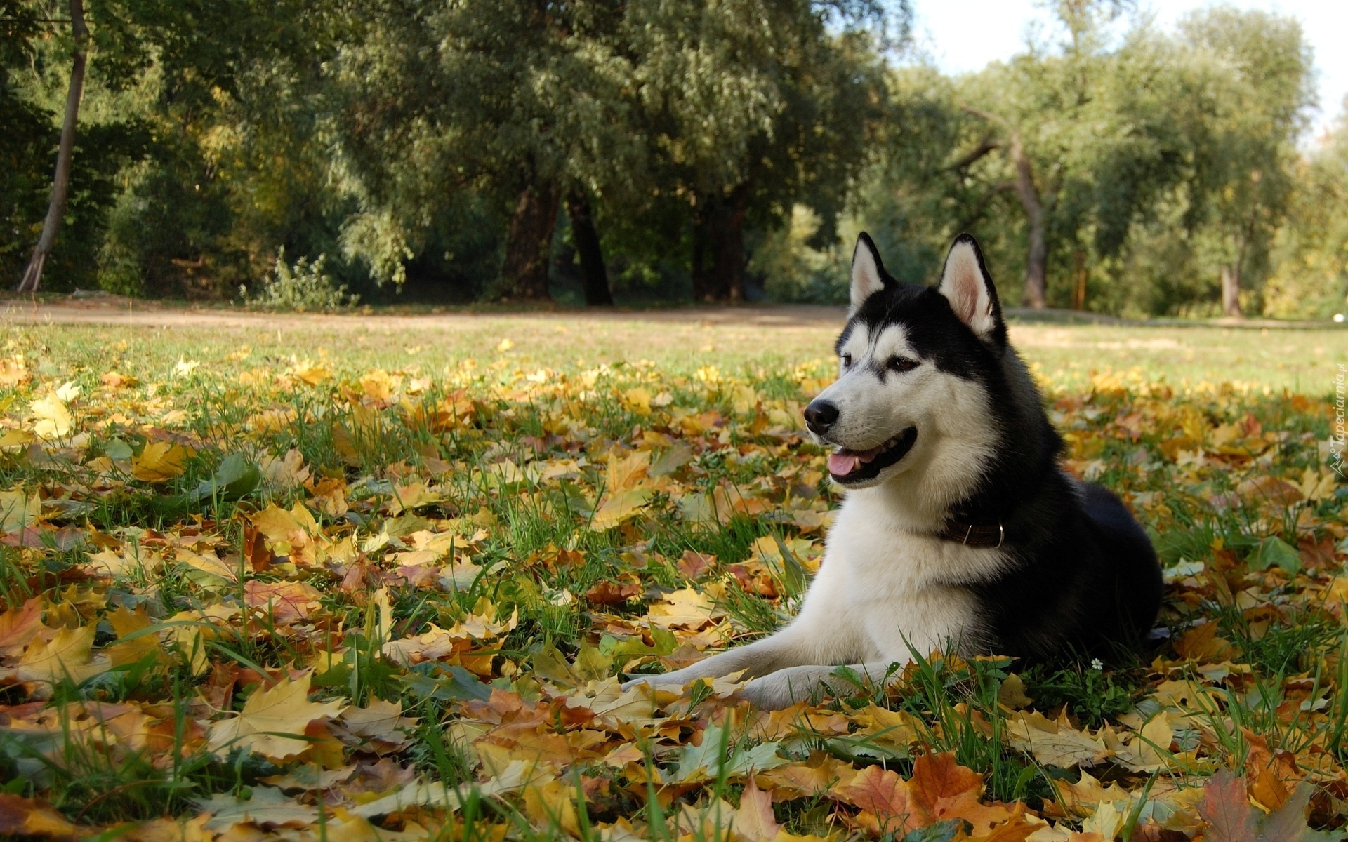 Husky, Łąka, Liście, Jesień