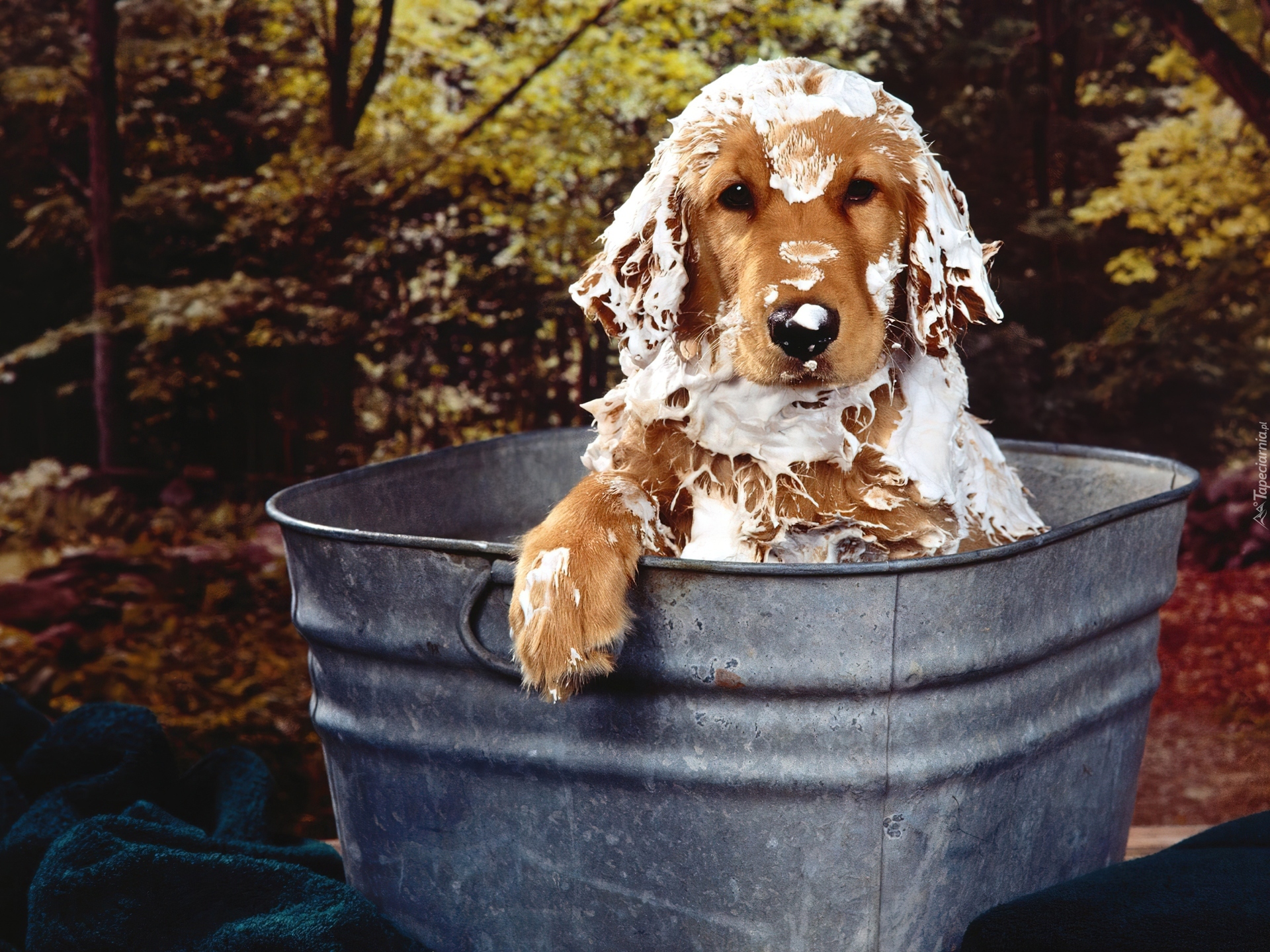 Cocker, Spaniel, Kąpiel