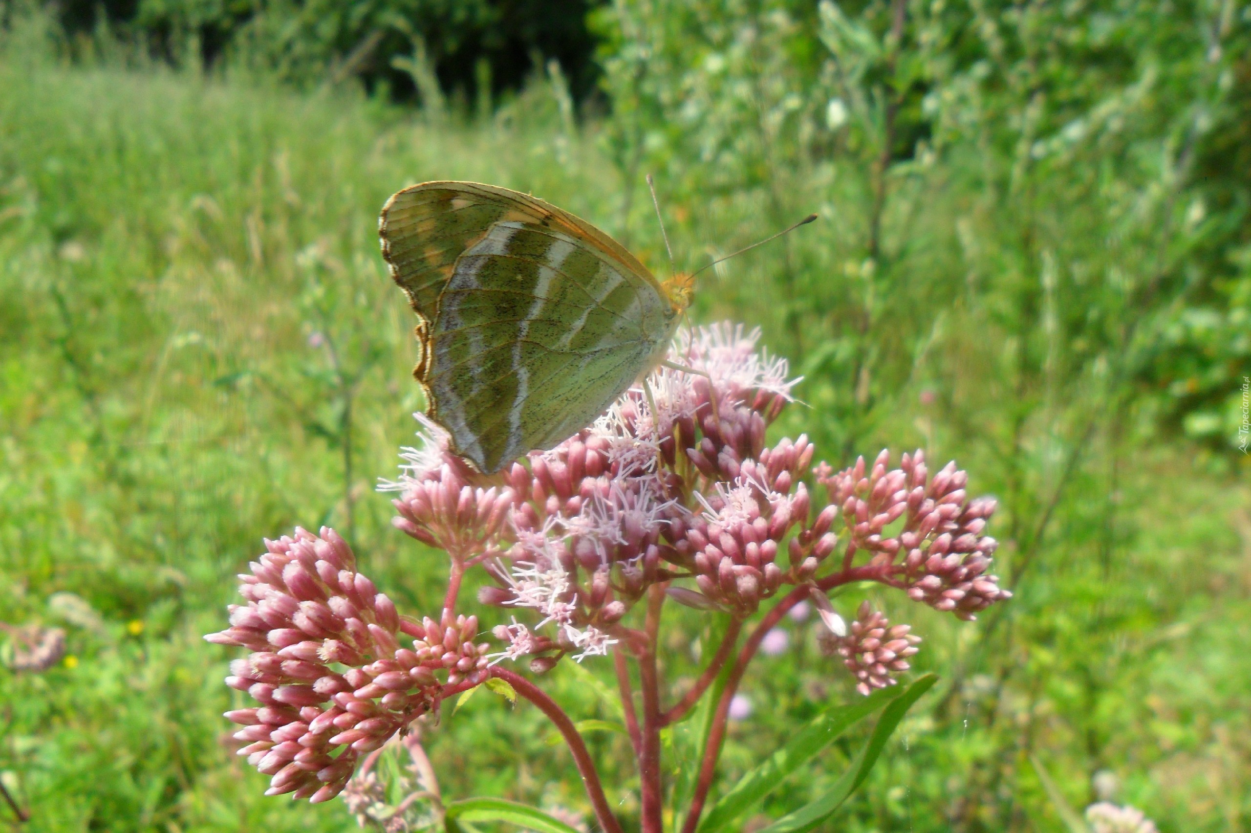 Motyl, Na, Różowym, Kwiatku, Łąka