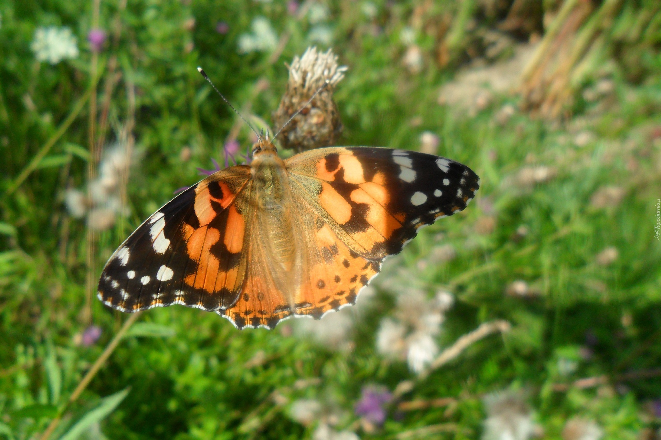 Rusałka Osetnik, Motyl