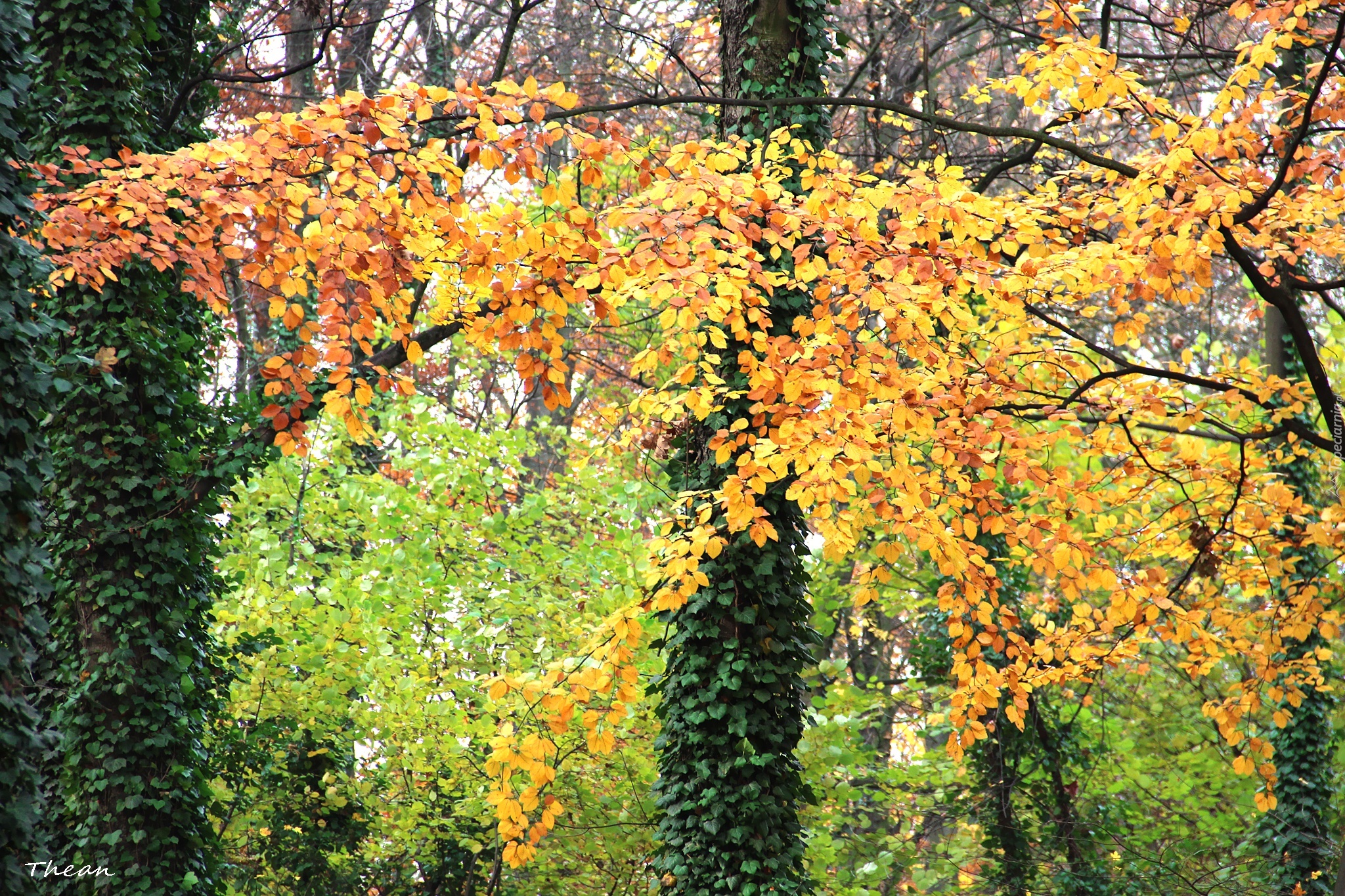 Kolorowe, Liście, Jesienny, Park, Bluszcz