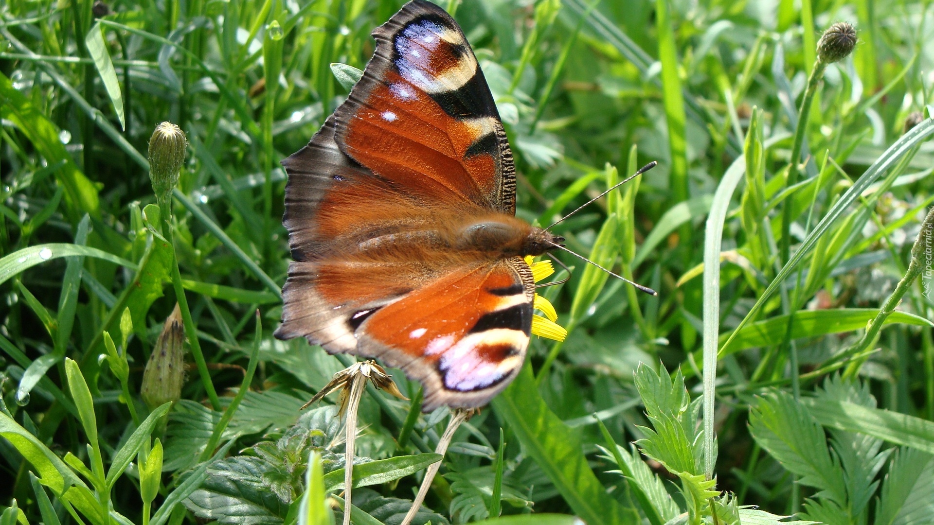 Motyl, Pawik, Łąka