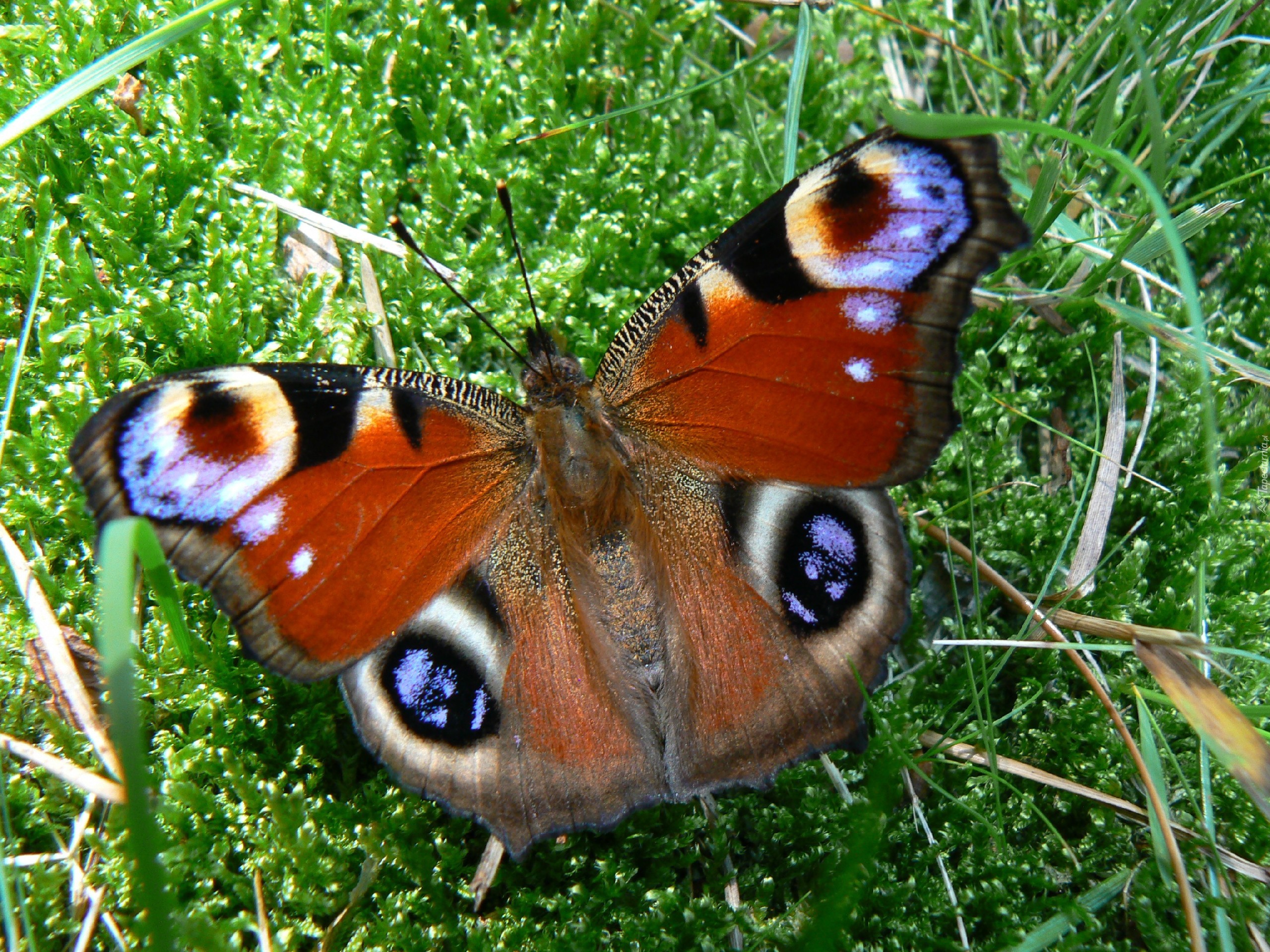 Rusałka Pawik, Motyl, Trawa, Mech