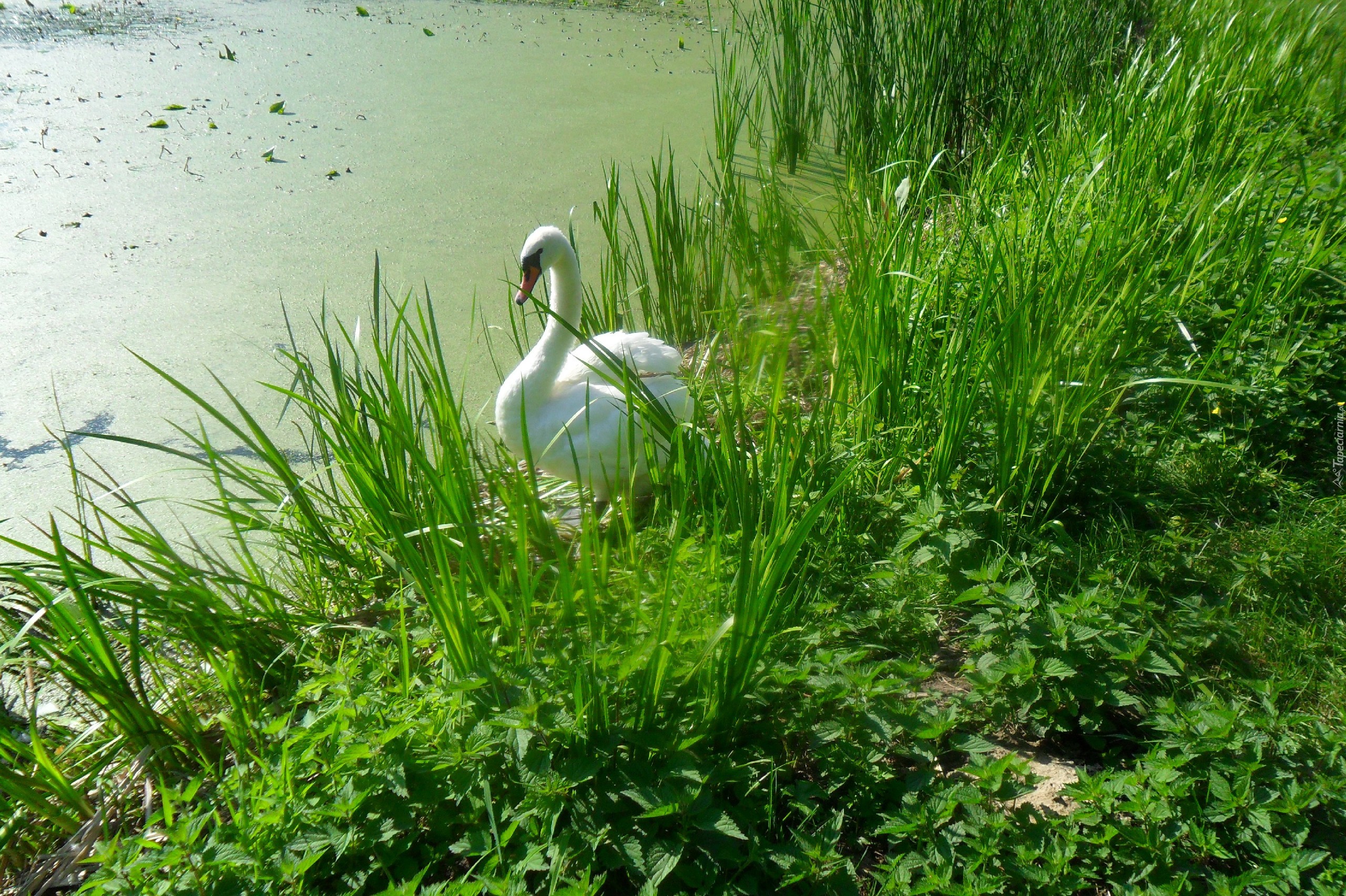 Łabędź, Staw, Zarośla