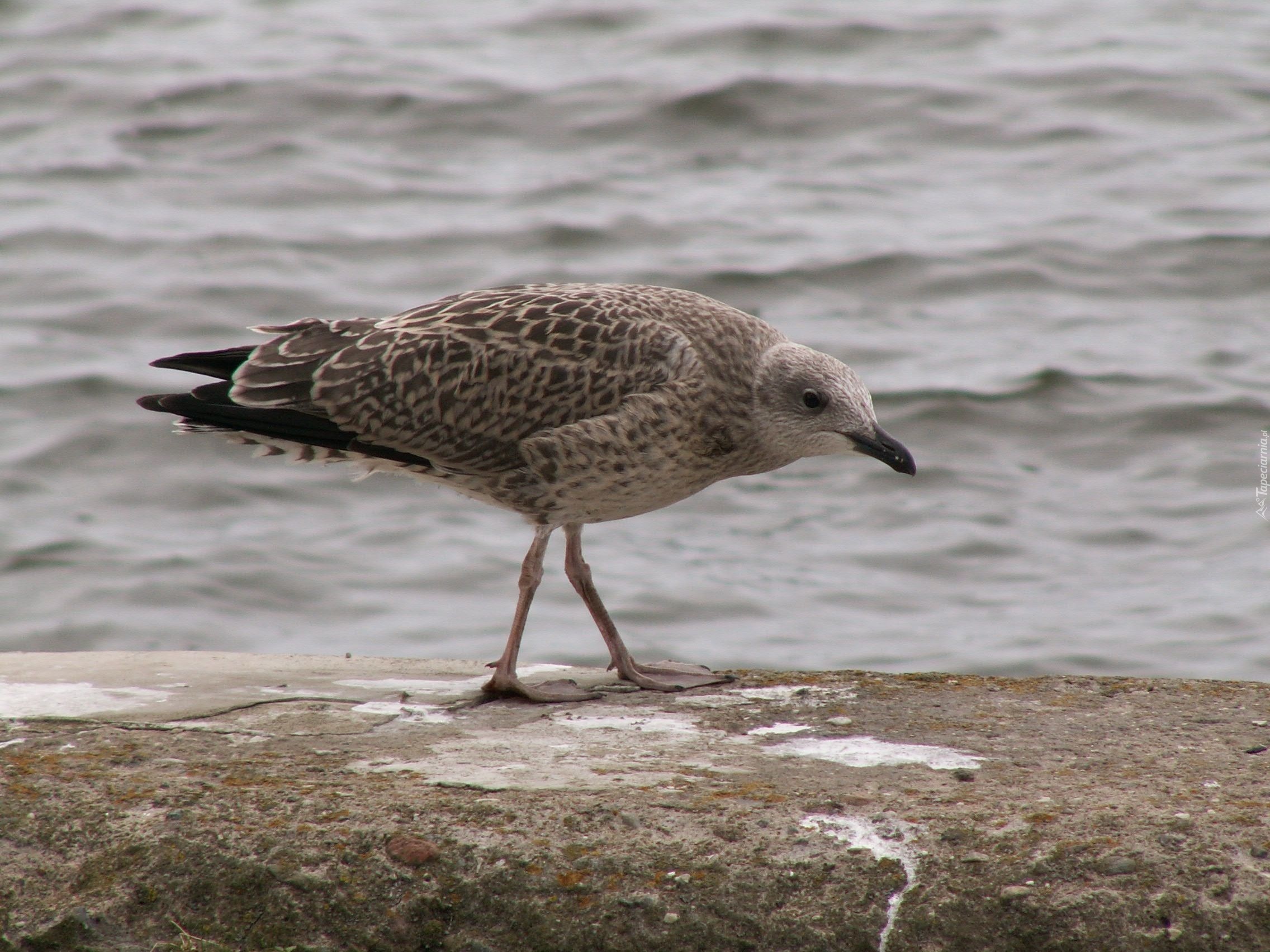 Mewa, Srebrzysta, Plaża, Morze