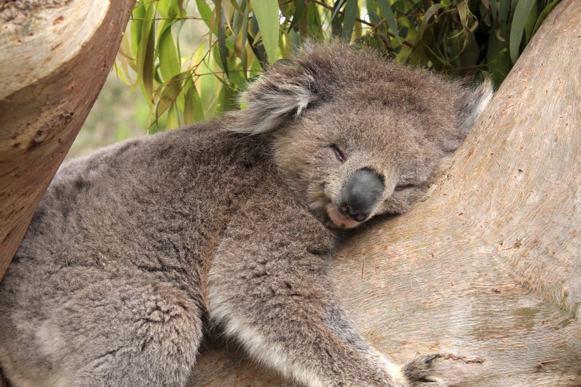 Śpiący, Miś, Koala