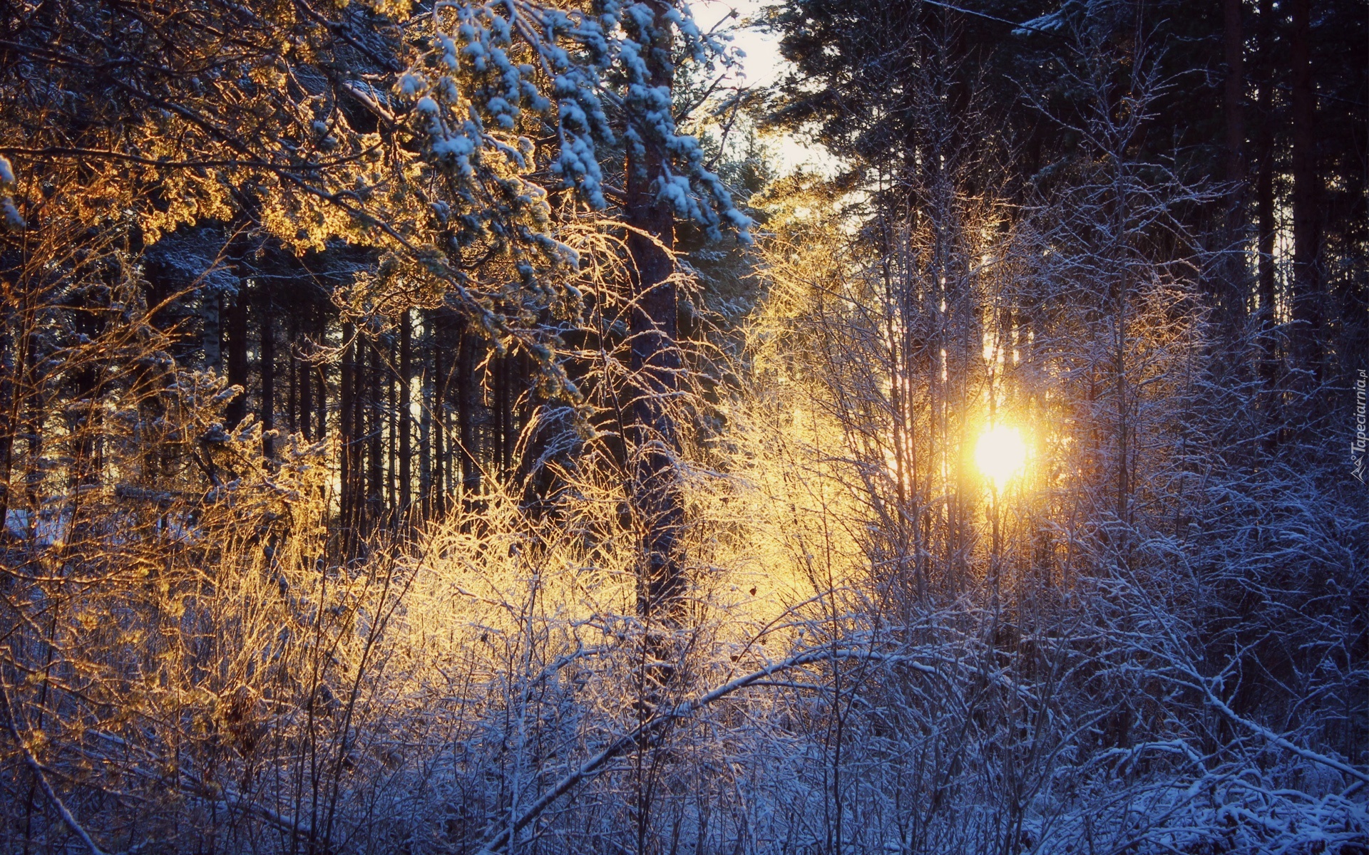 Las, Śnieg, Promienie Słońca