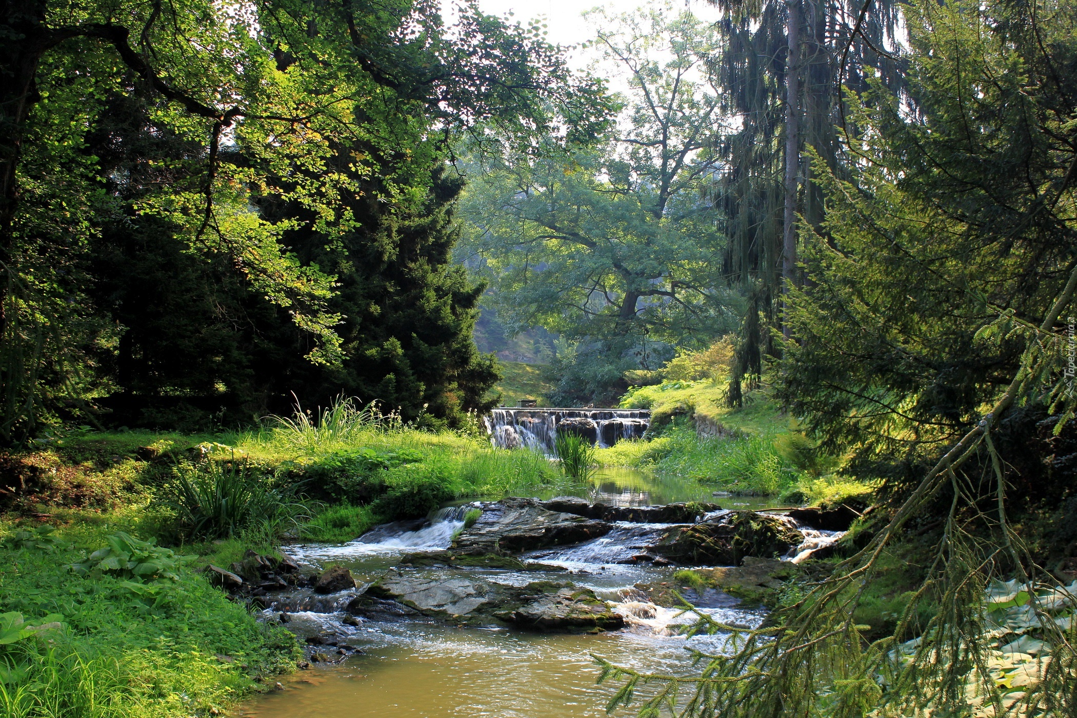 Las, Rzeka, Drzewa, Kamienie