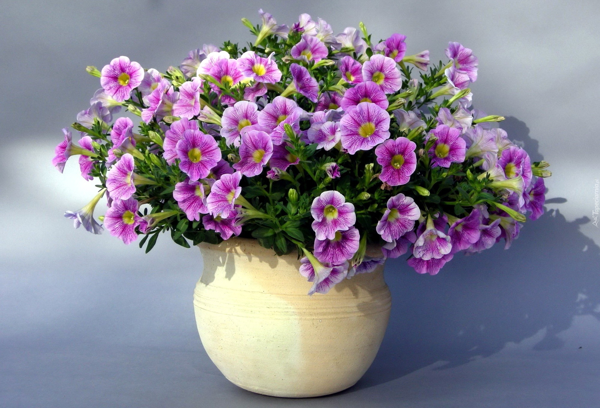 Petunia ogrodowa