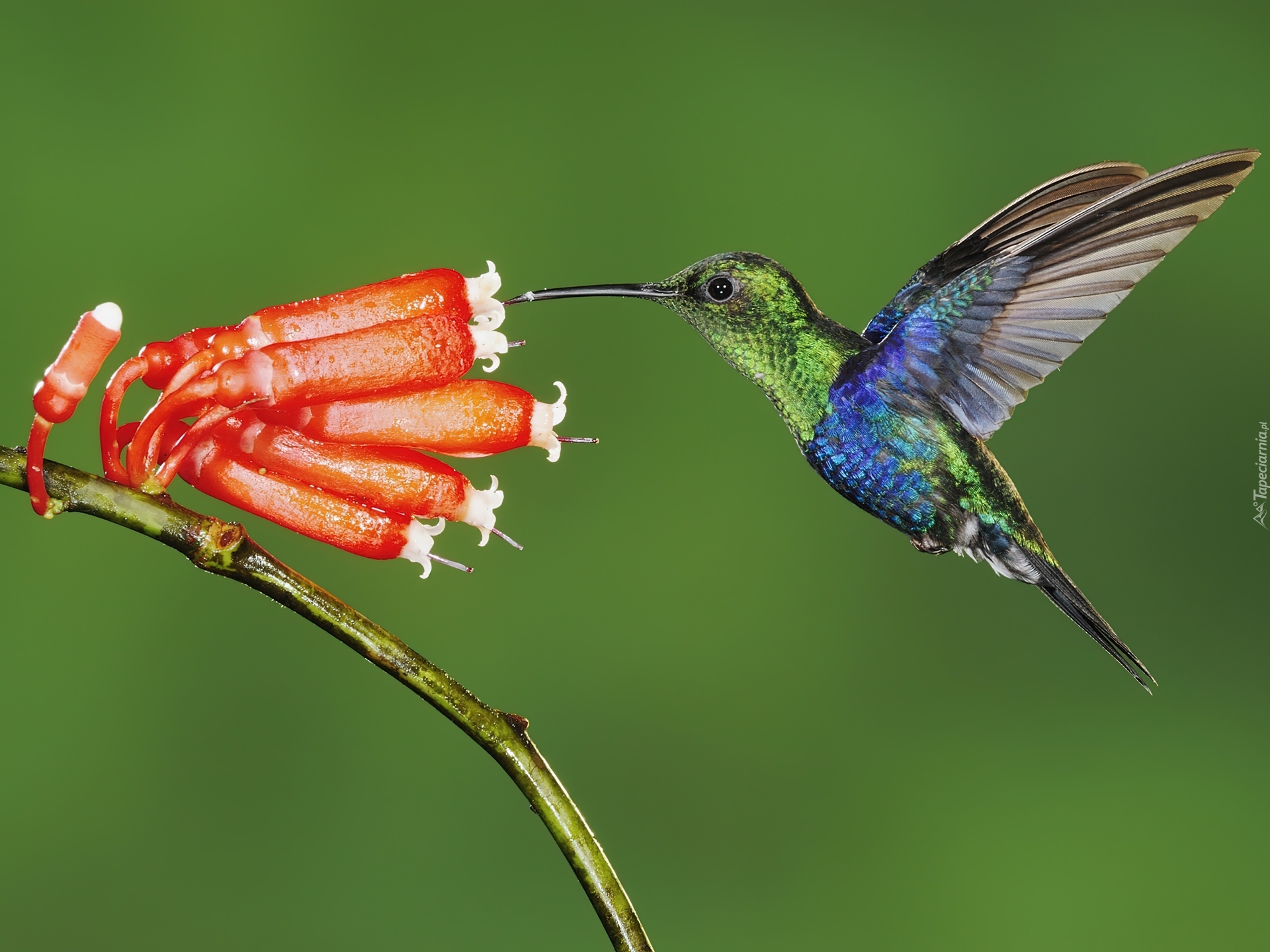 Koliber, Kwiat, Ekwador