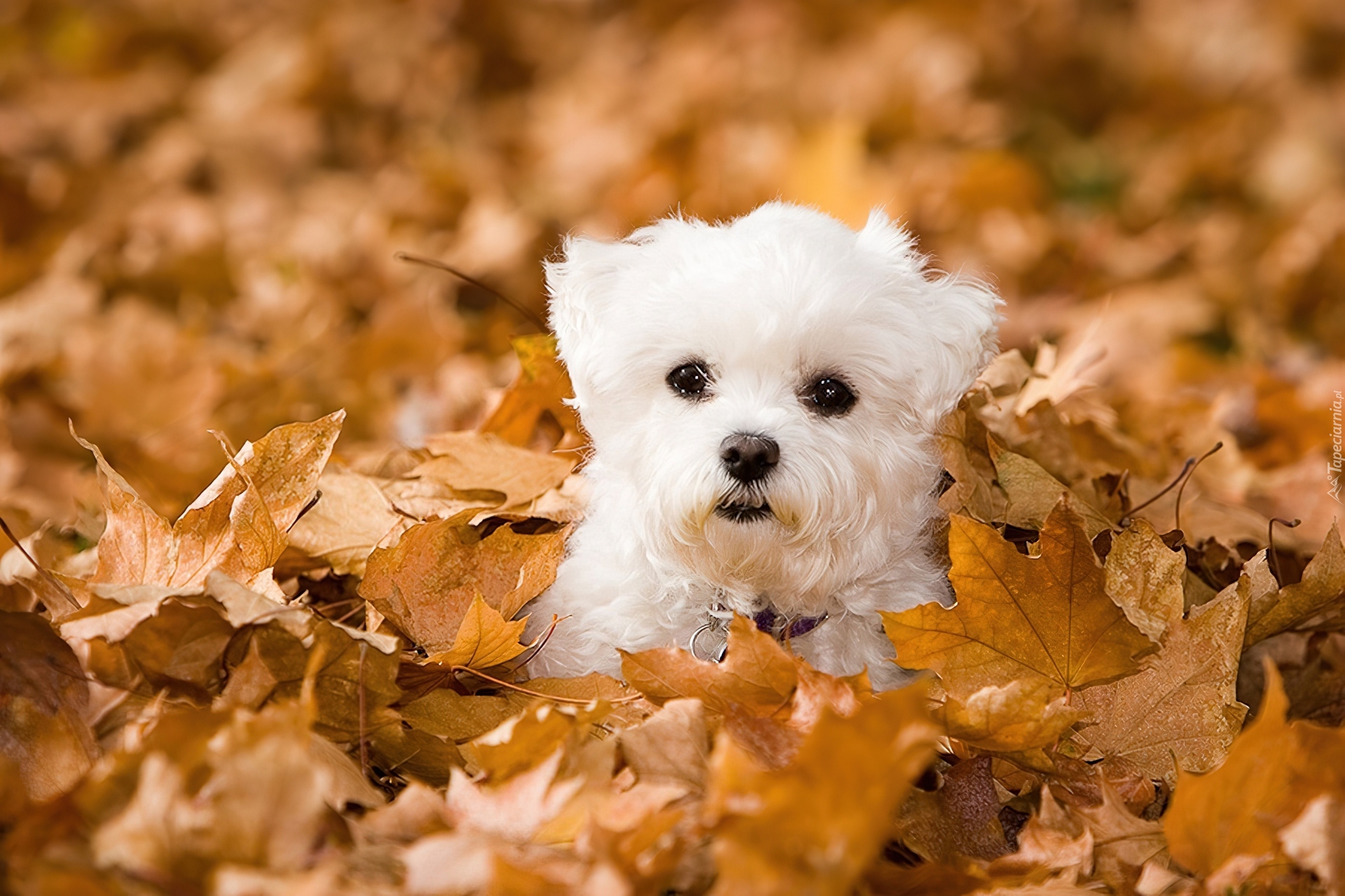 Bichon frise, Liście