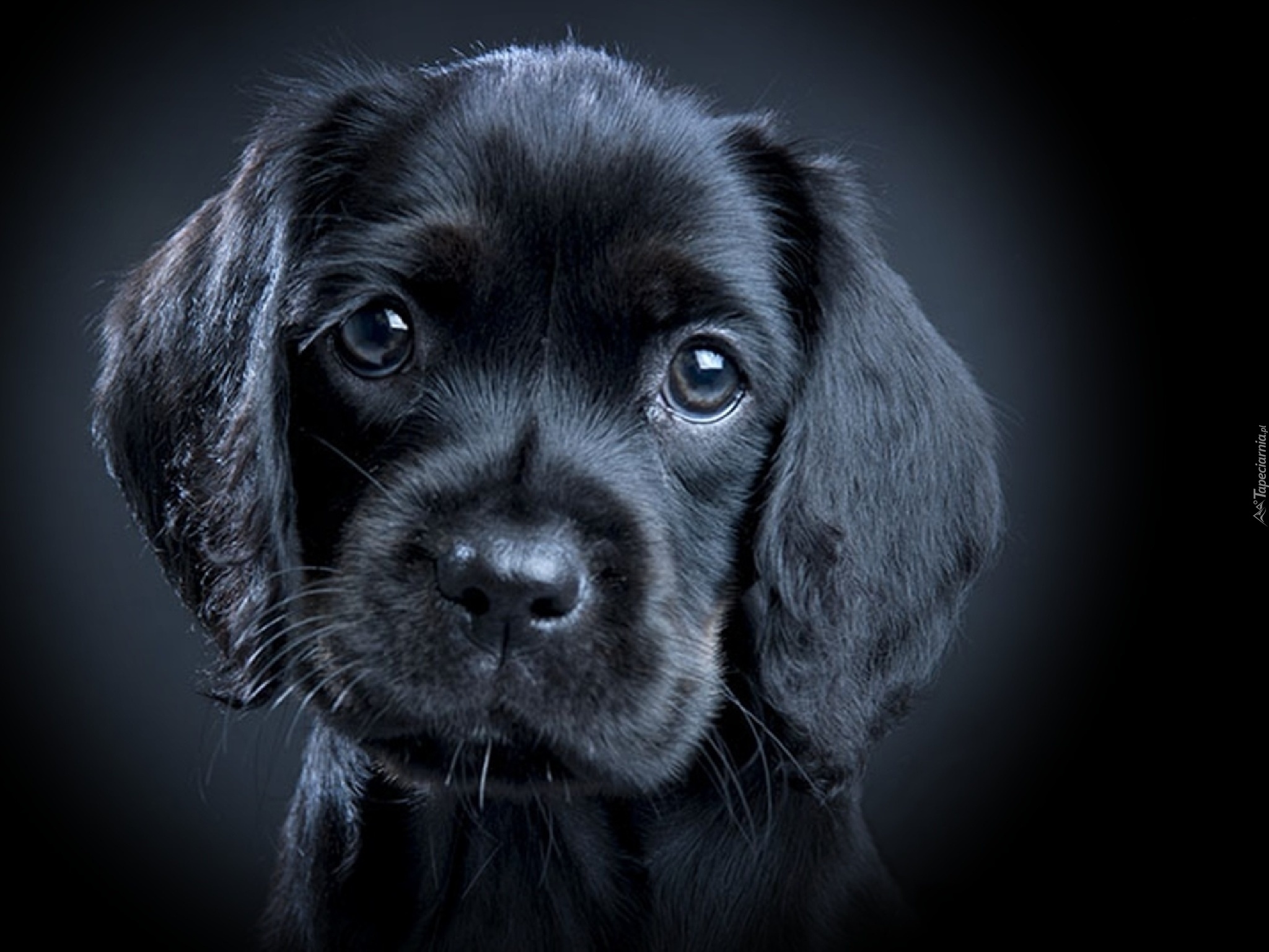 Mały, Czarny, Szczeniaczek, Labrador Retriever