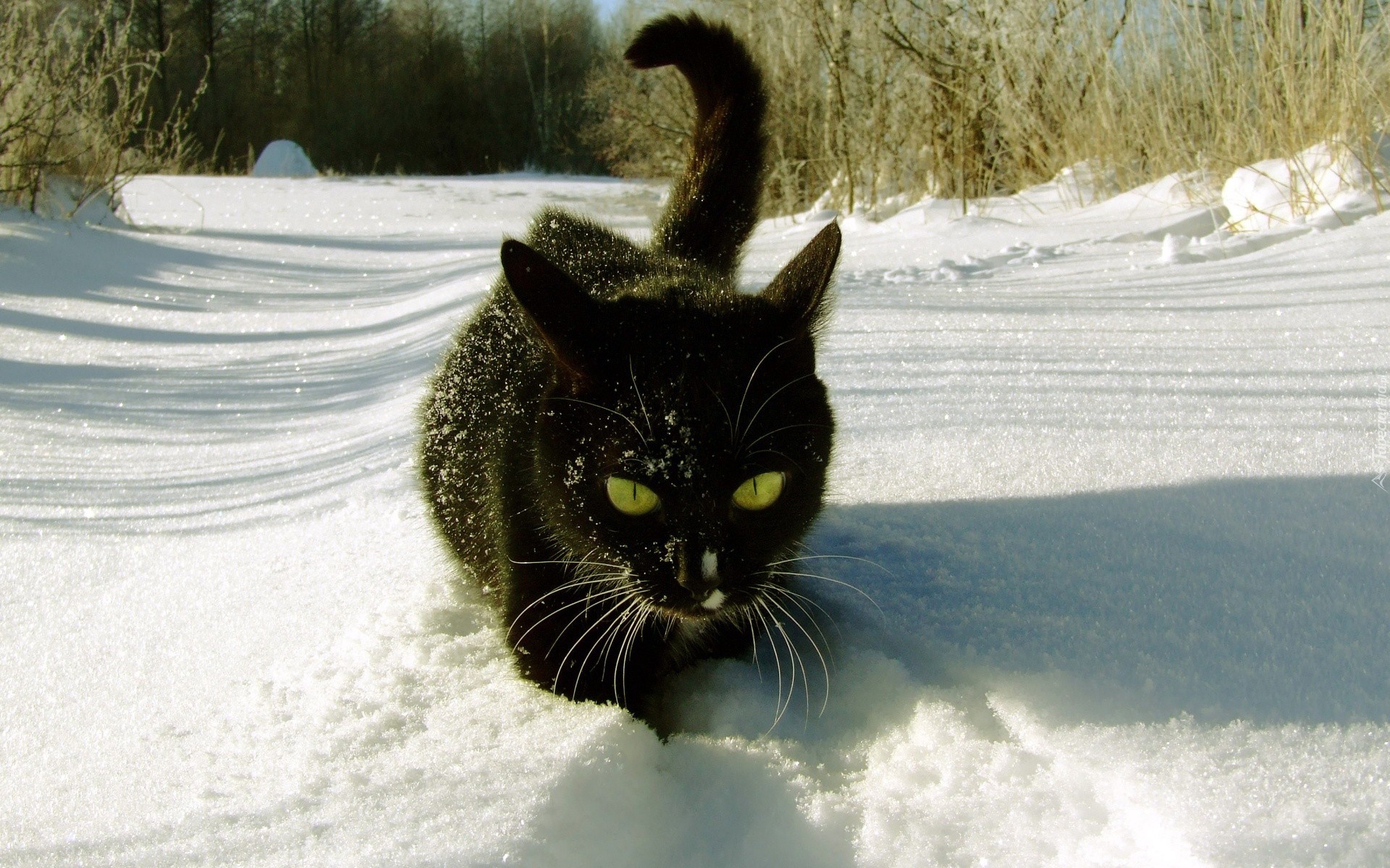 Czarny, Kot, Śnieg, Zima