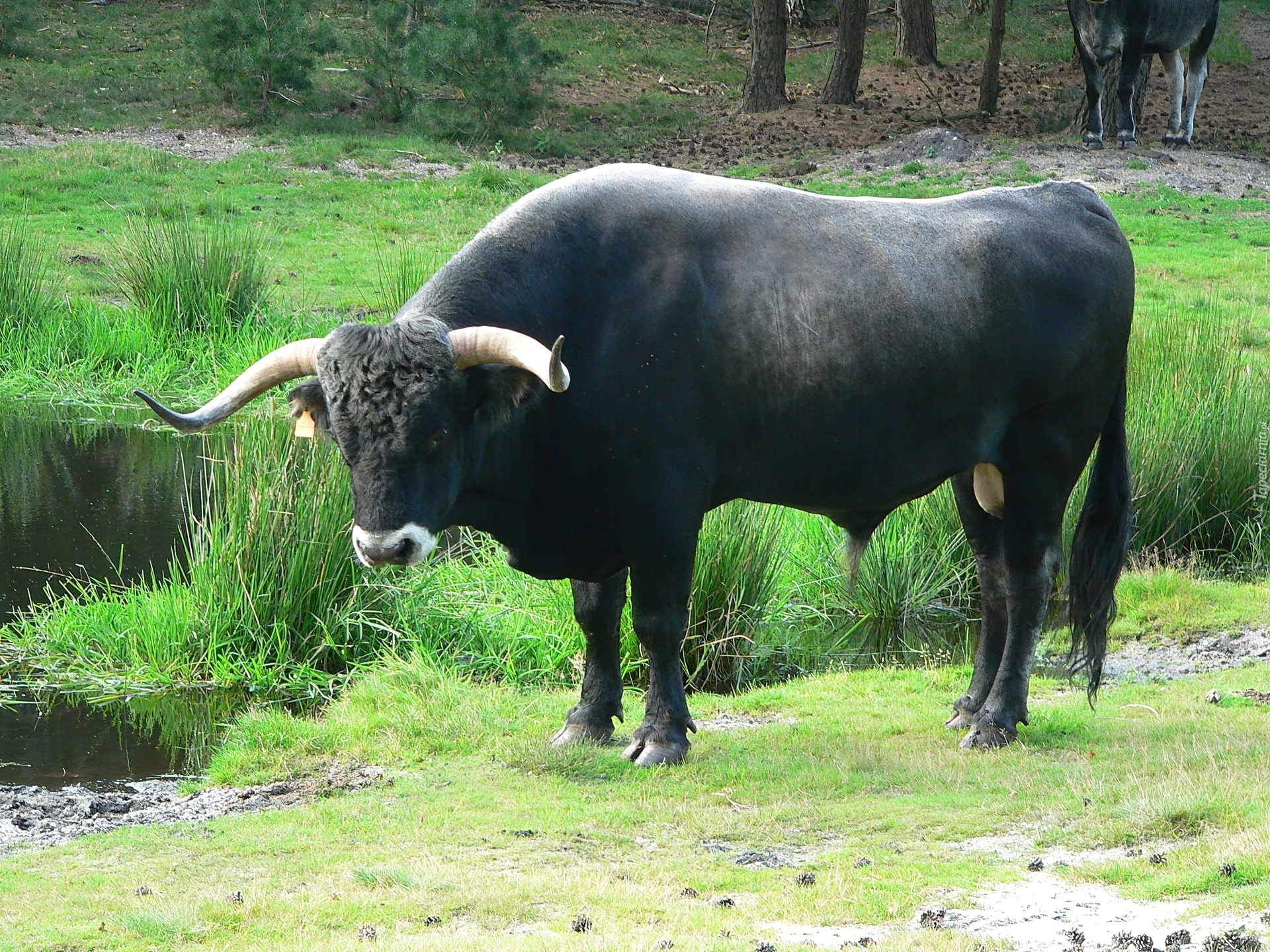 Czarny, Byczek, Łąka