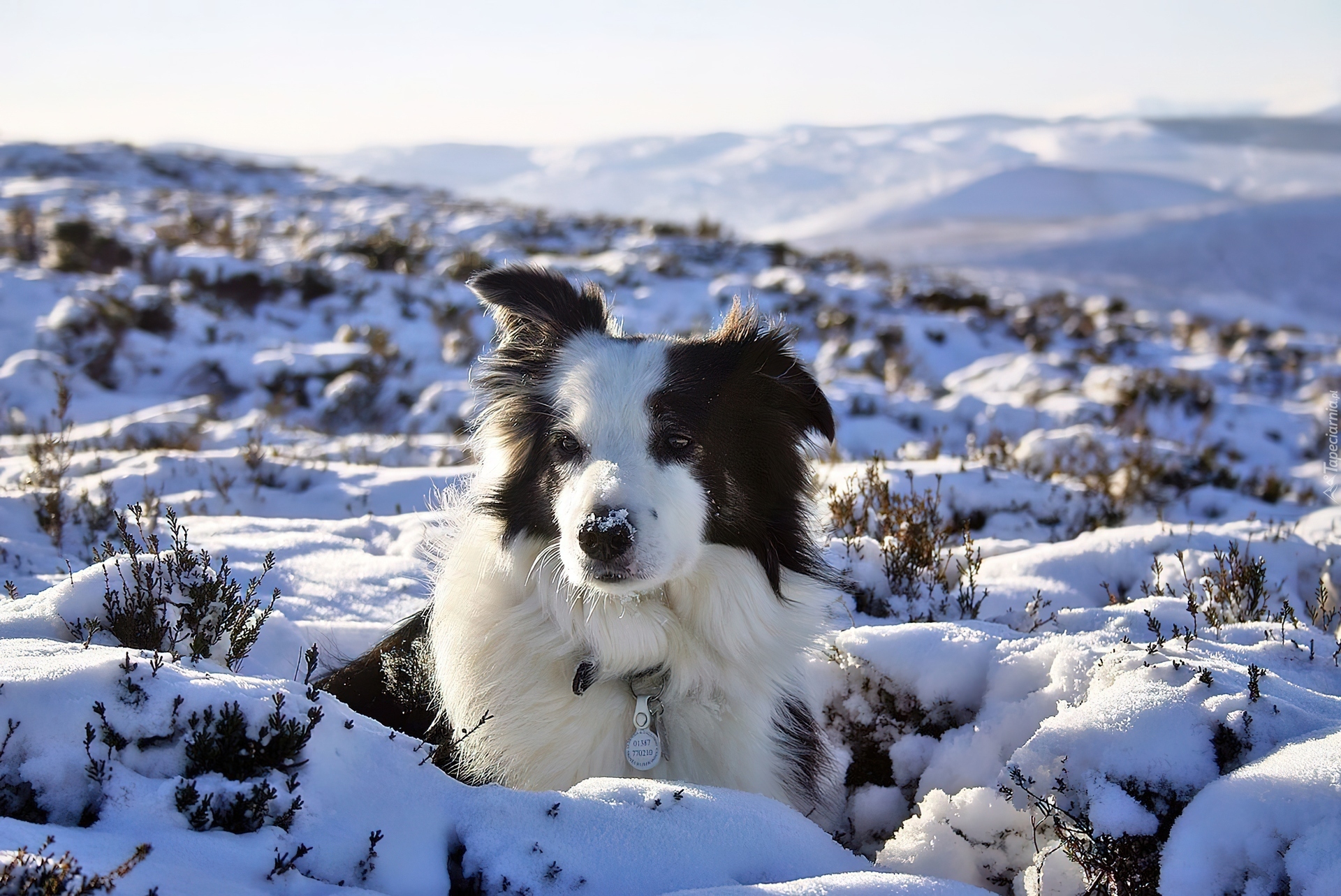 Border Collie Griff, Śnieg, Zima