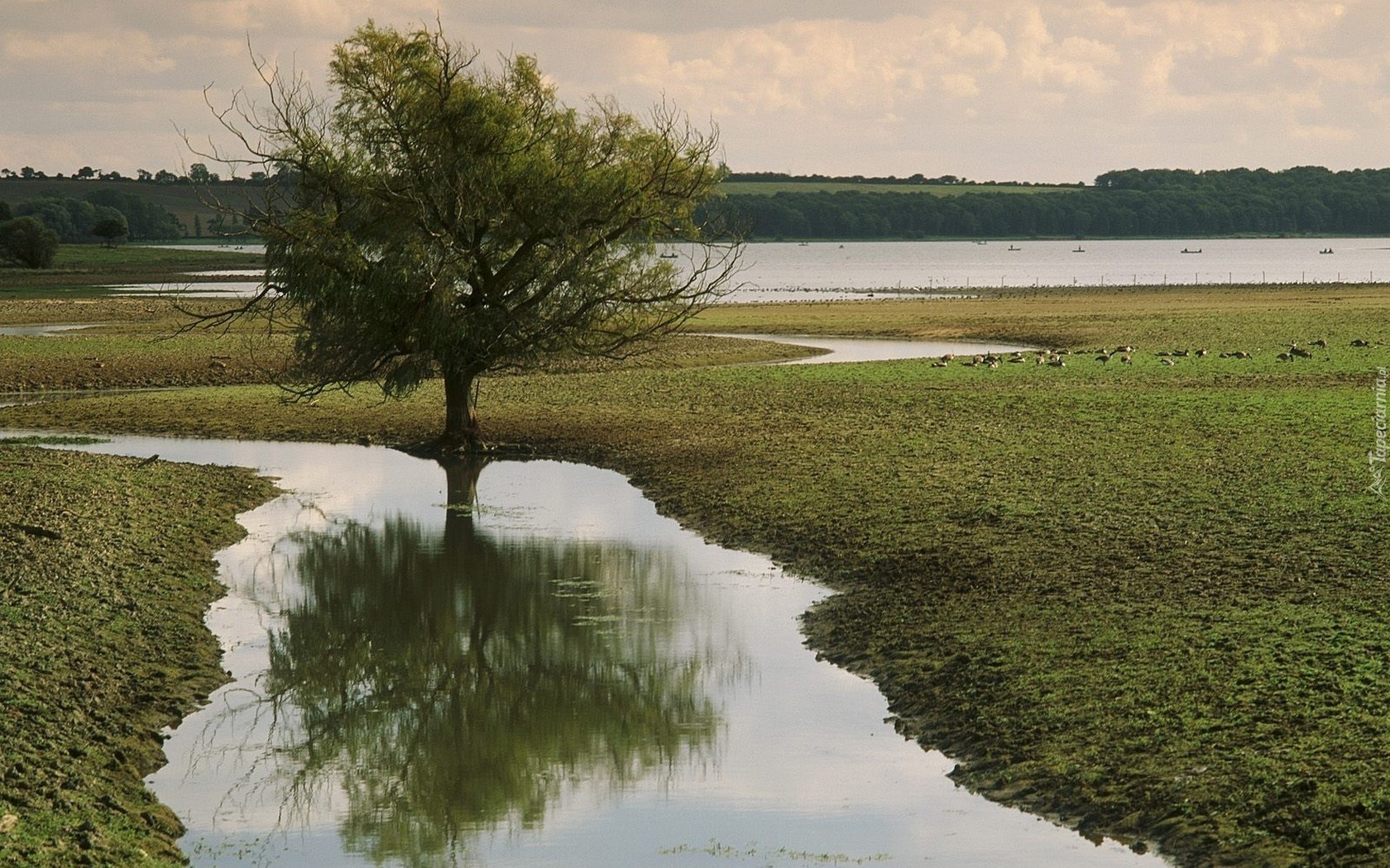 Drzewo, Rzeka, Łąka