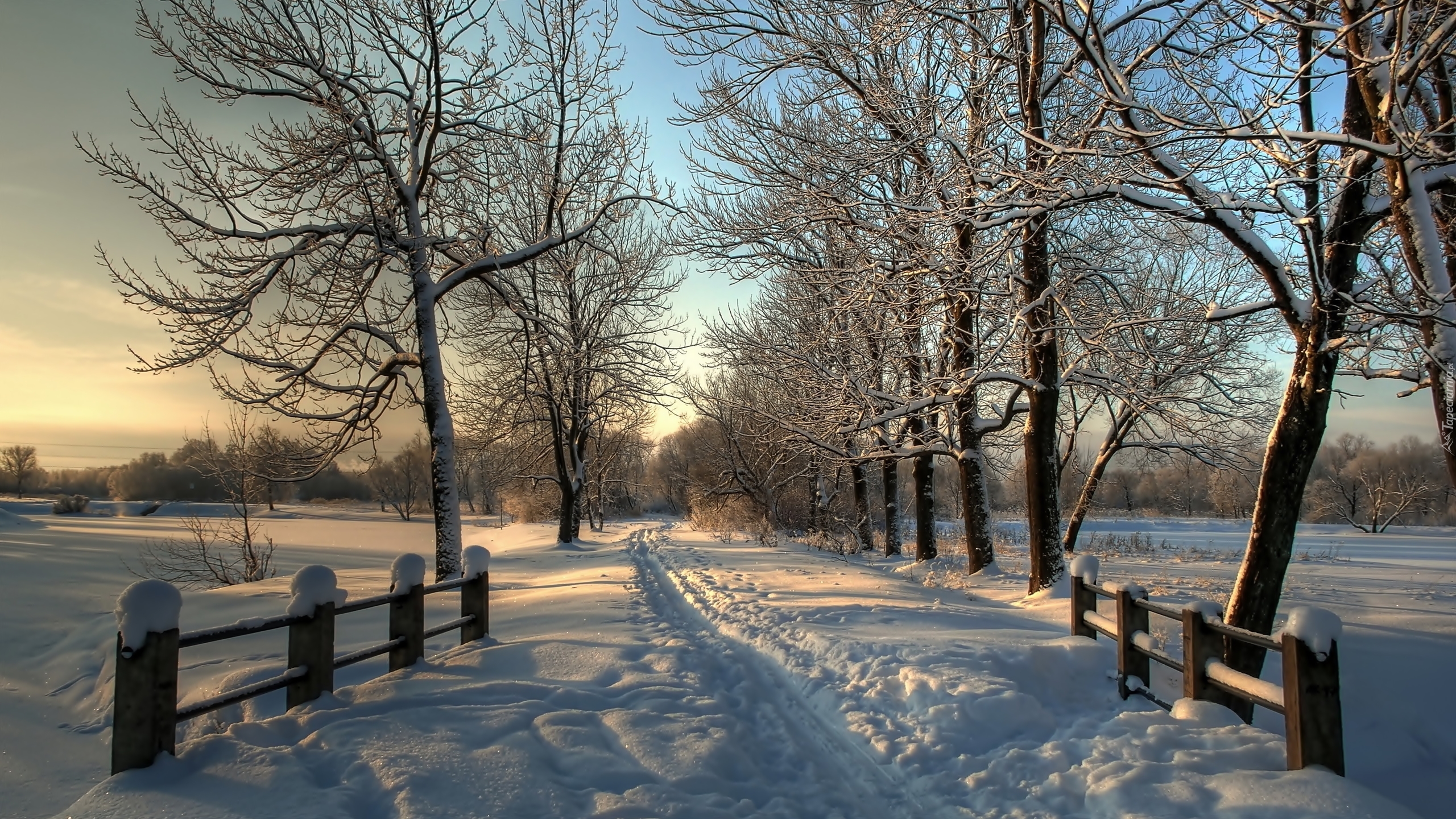 Droga, Śnieg, Drzewa, Zima