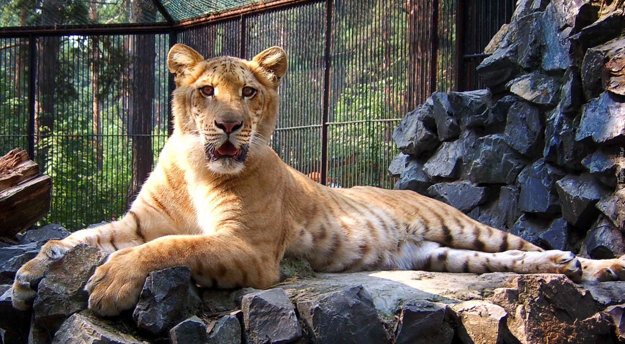 Tygrys, Liger, ZOO