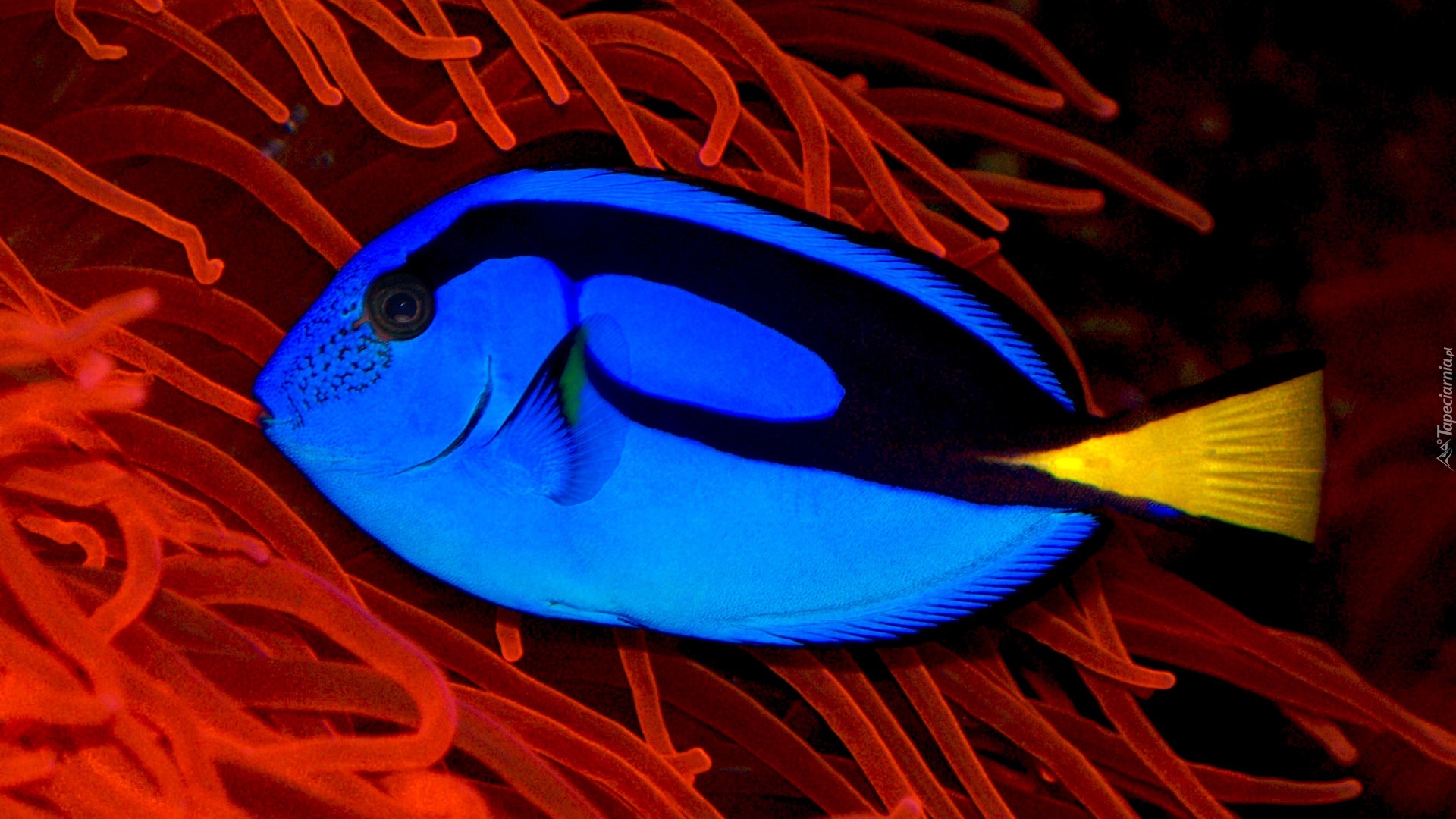 Ryba, Blue Tang