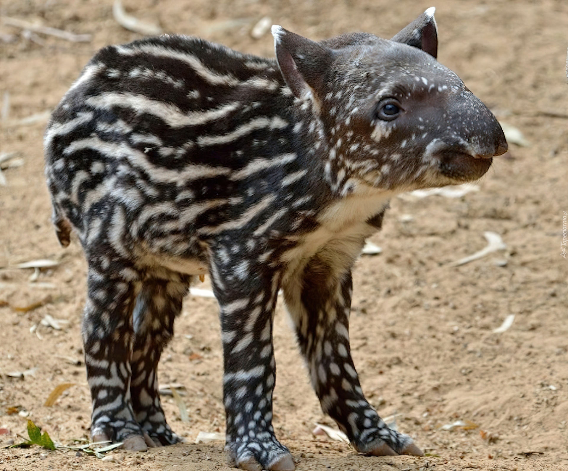 Młody, Tapir