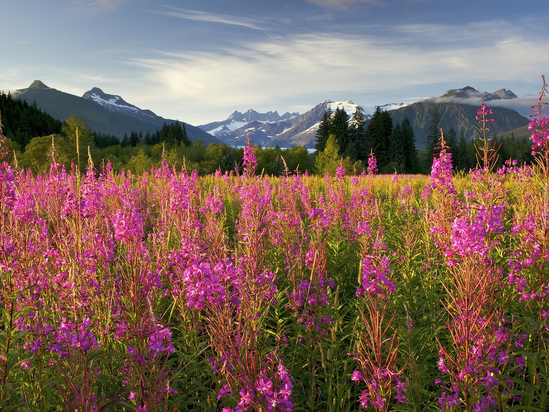 Fireweed, Kwitnący, Ognisty, Chwast, Brotherhood Park