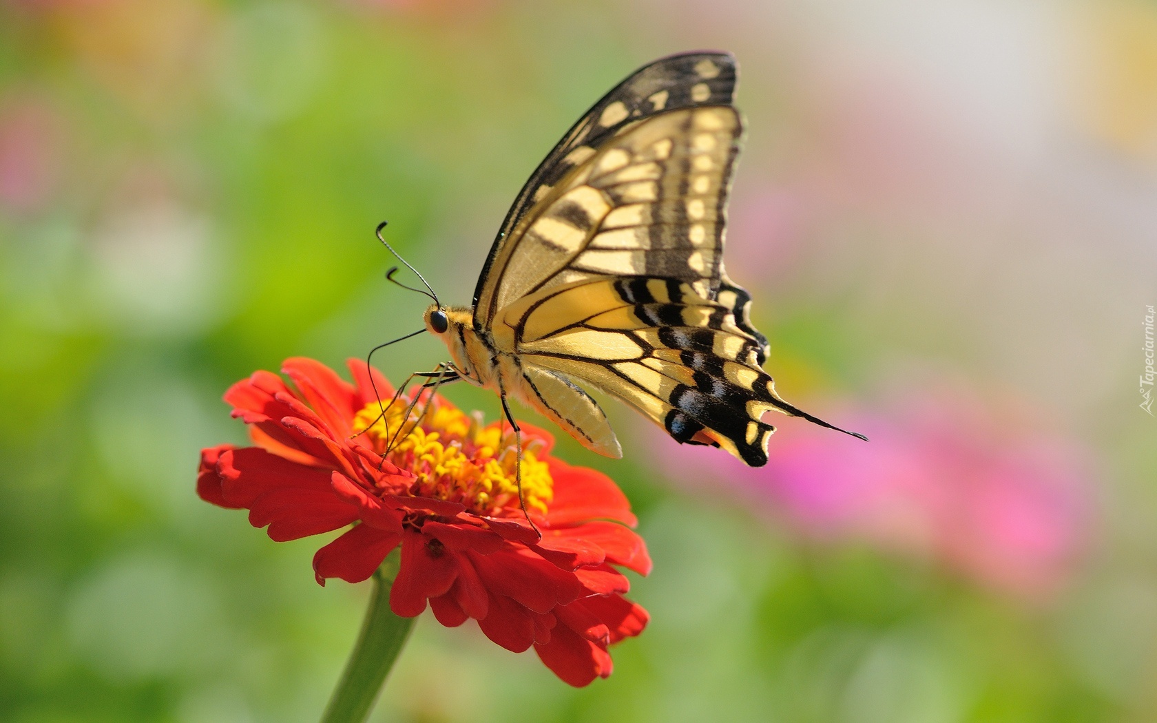 Pomarańczowa, Cynia, Motyl