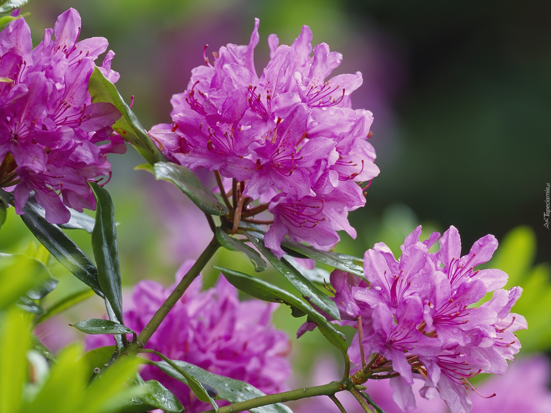 Rododendron, Narodowy Rezerwat Przyrody, Szkocja