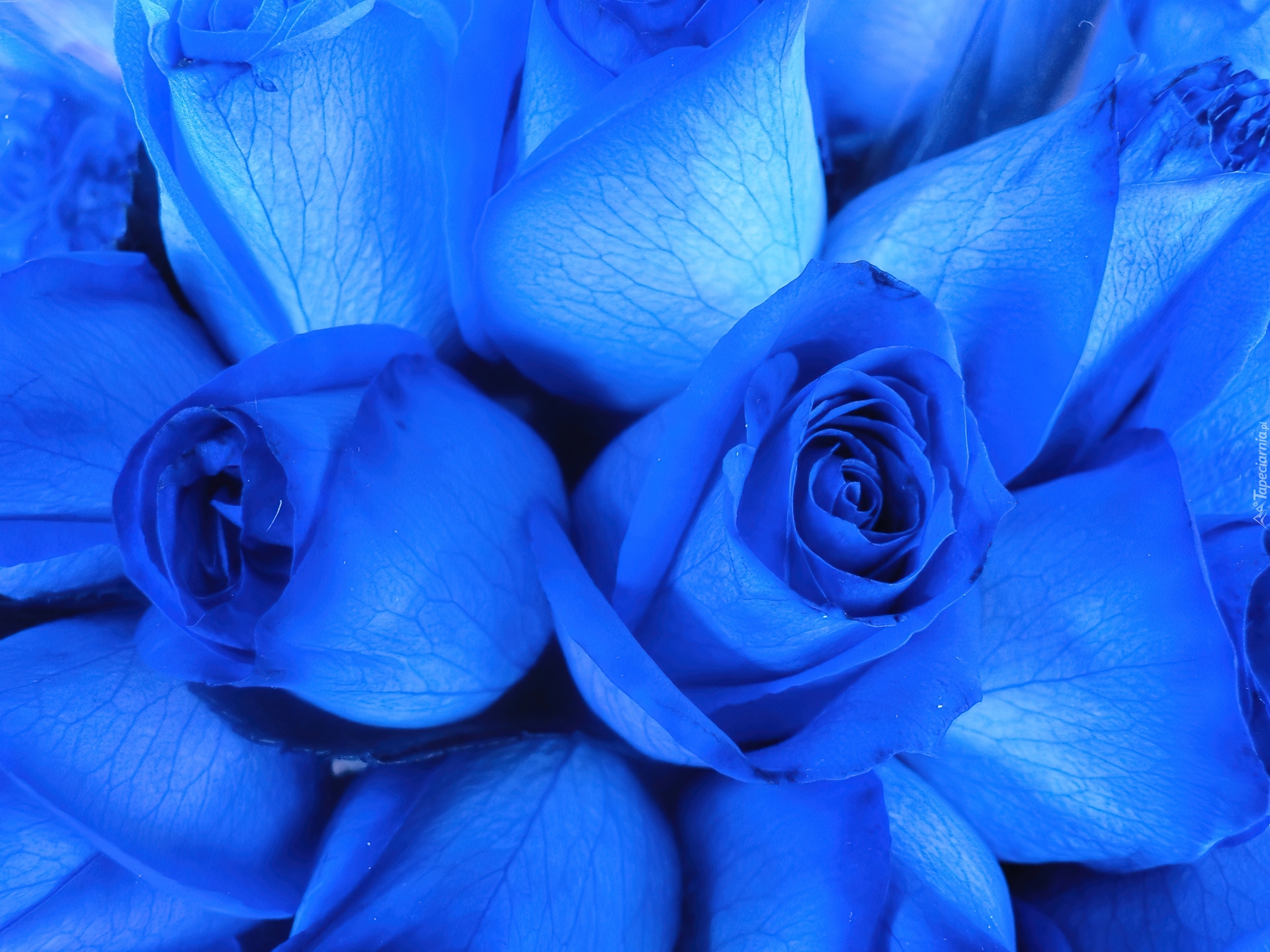 Róże, Promienie, Ultrafioletowe, Niebieska, Bioluminescencja
