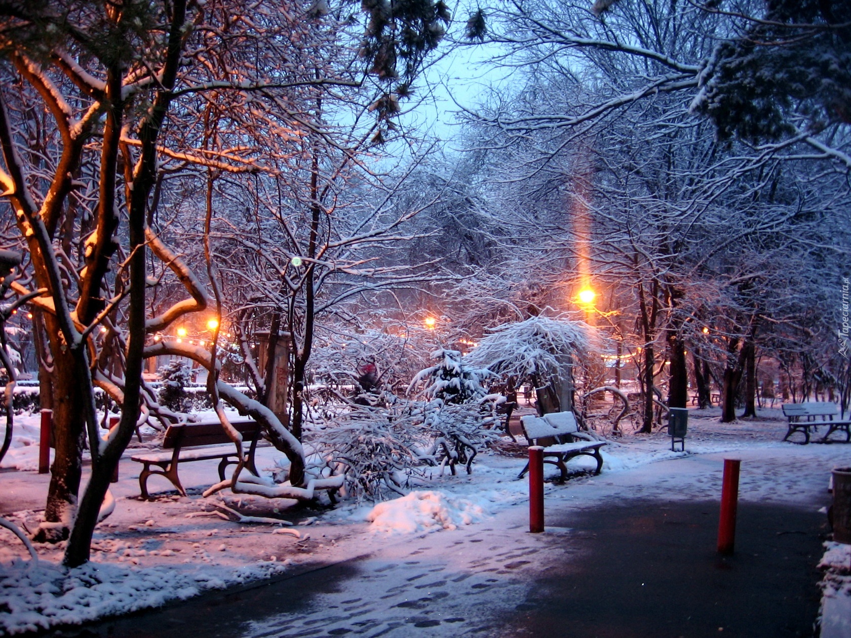 Park, Drzewa, Ławki, Przebijające, Światło, Zima