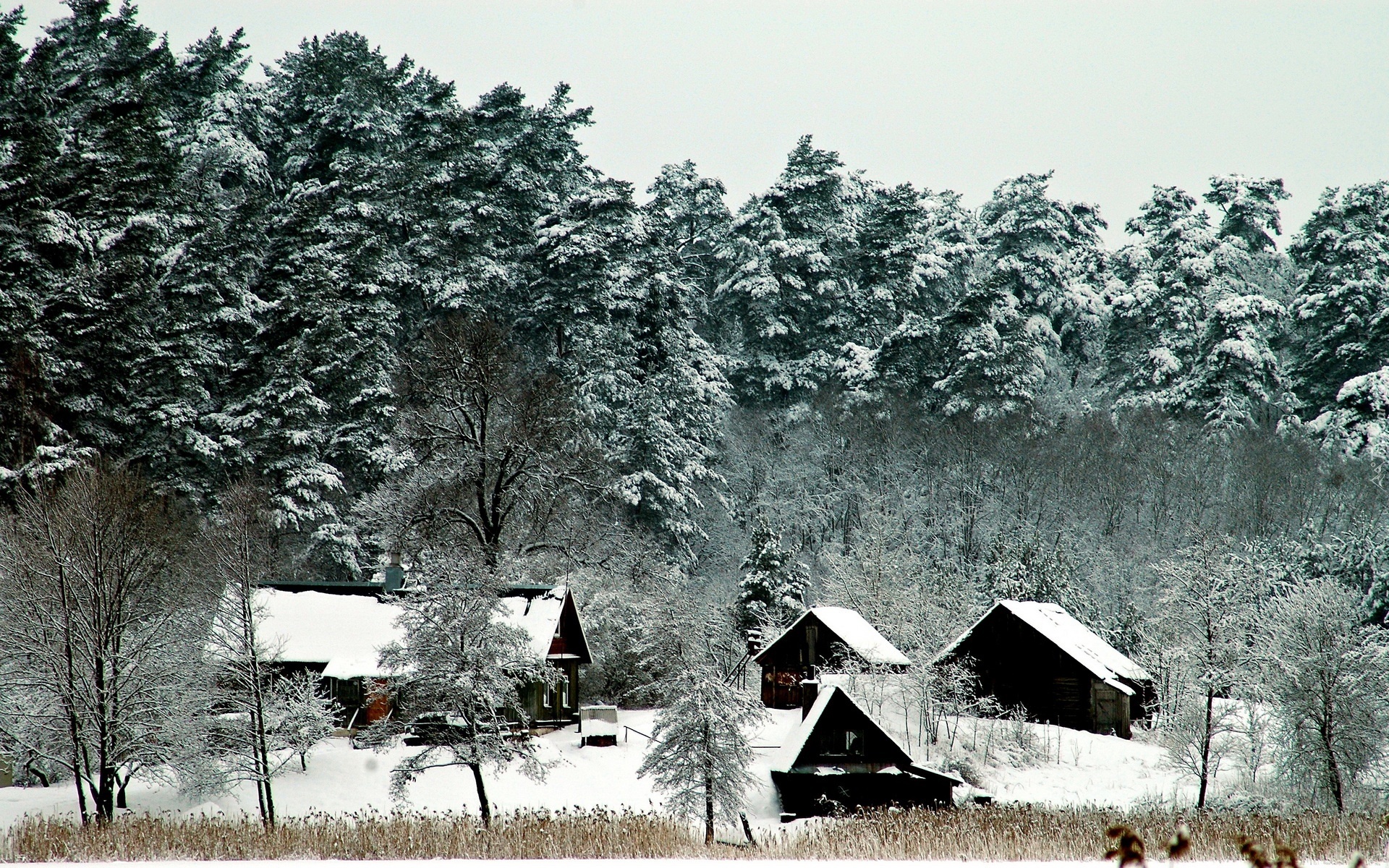 Las, Budynki, Drzewa, Zima