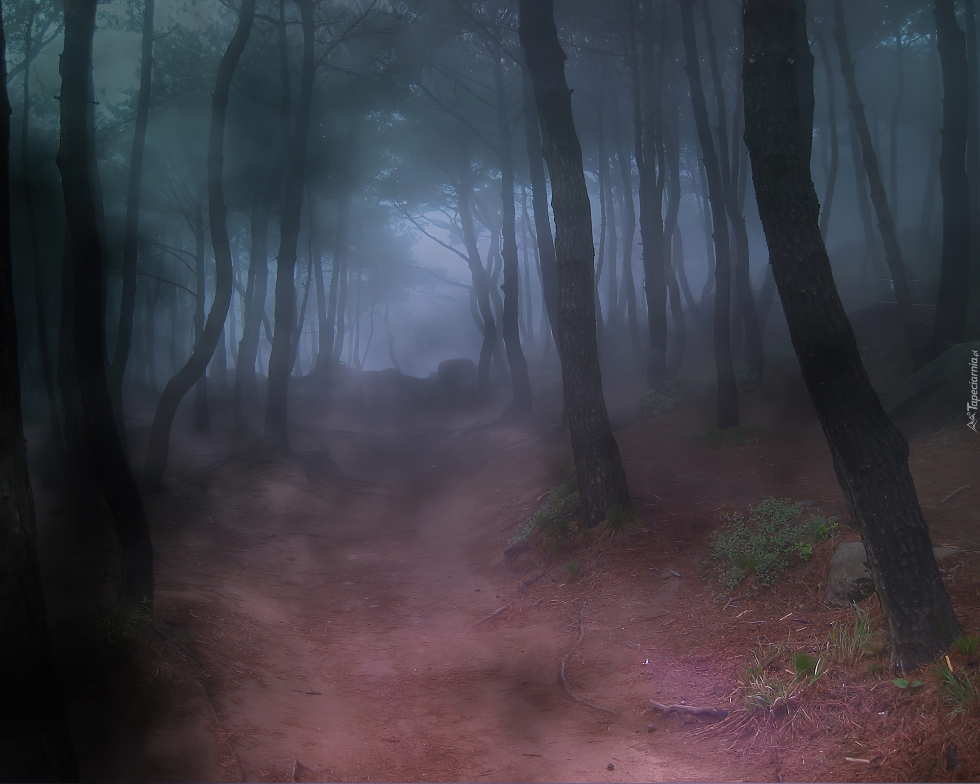 Хоррор эффекты. Страшный лес в тумане. Мрачный пейзаж. Мистический лес. Мрачный лес.