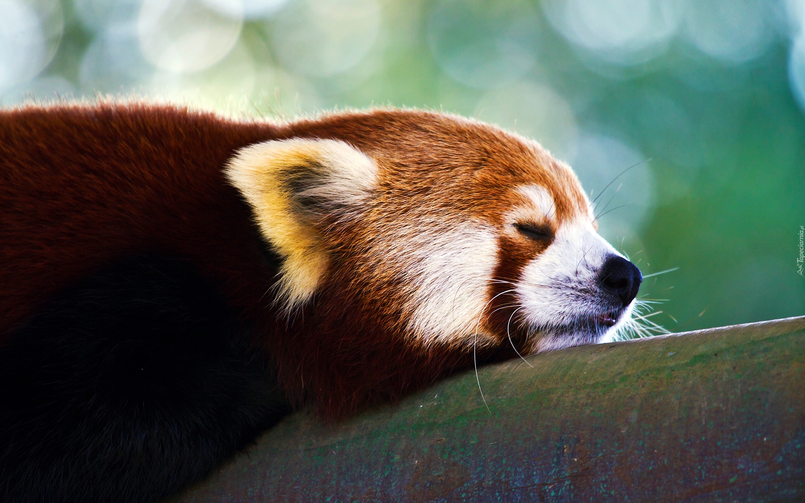 Śpiąca, Panda, Pandka ruda
