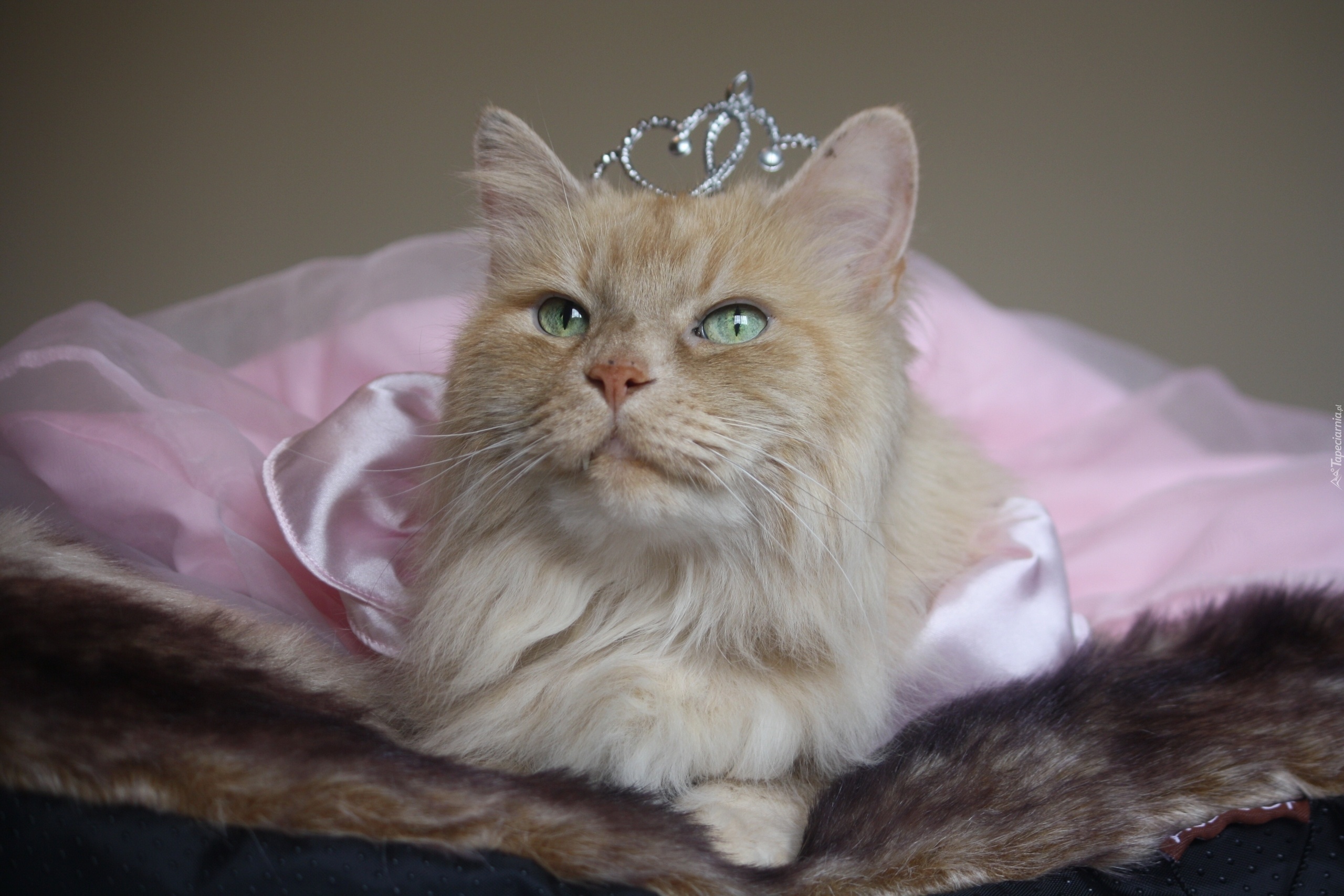 Kot, Przebranie, Księżna