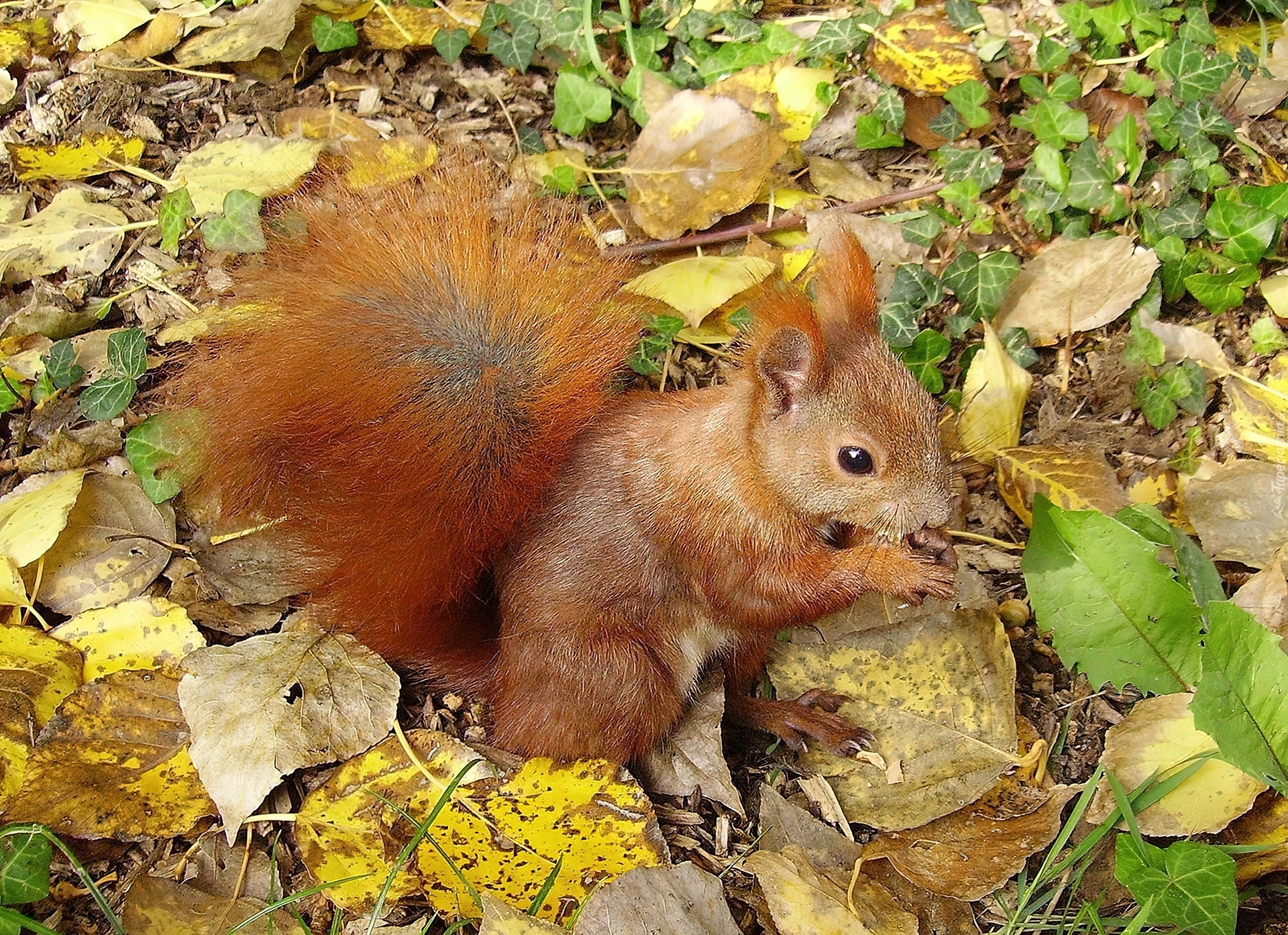 Wiewiórka, Liście