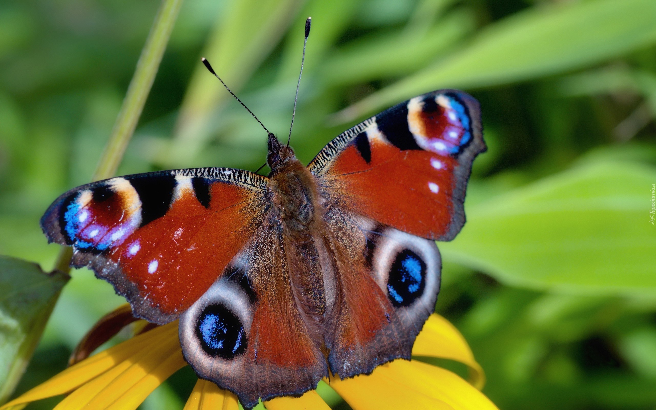 Motyl, Rusałka pawik, Rozłożone, Skrzydełka