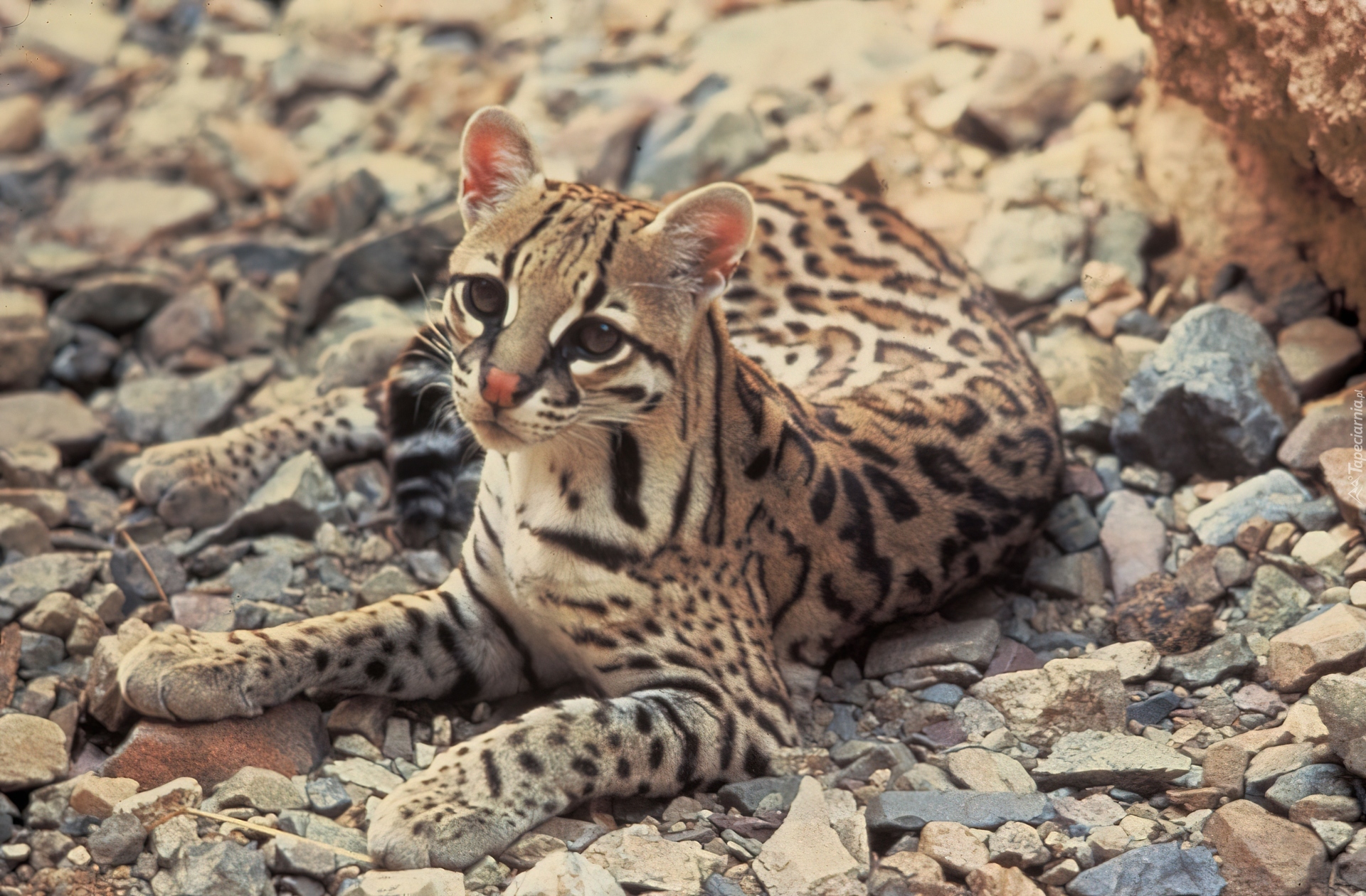 Młody, Ocelot, Kamienie