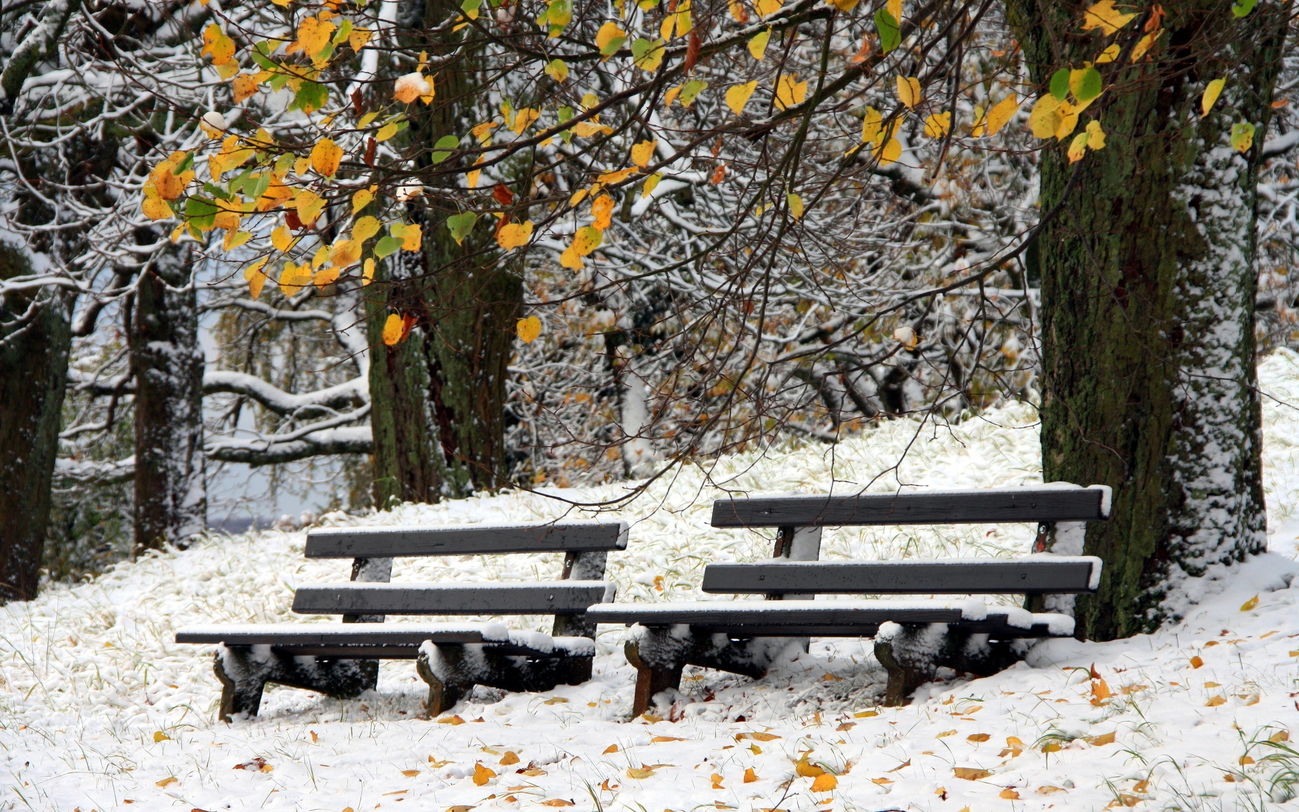 Park, Drzewa, Ławki, Zima