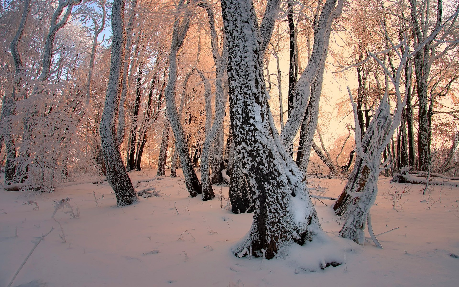 Zima, Ośnieżone, Drzewa, Przebijające Światło
