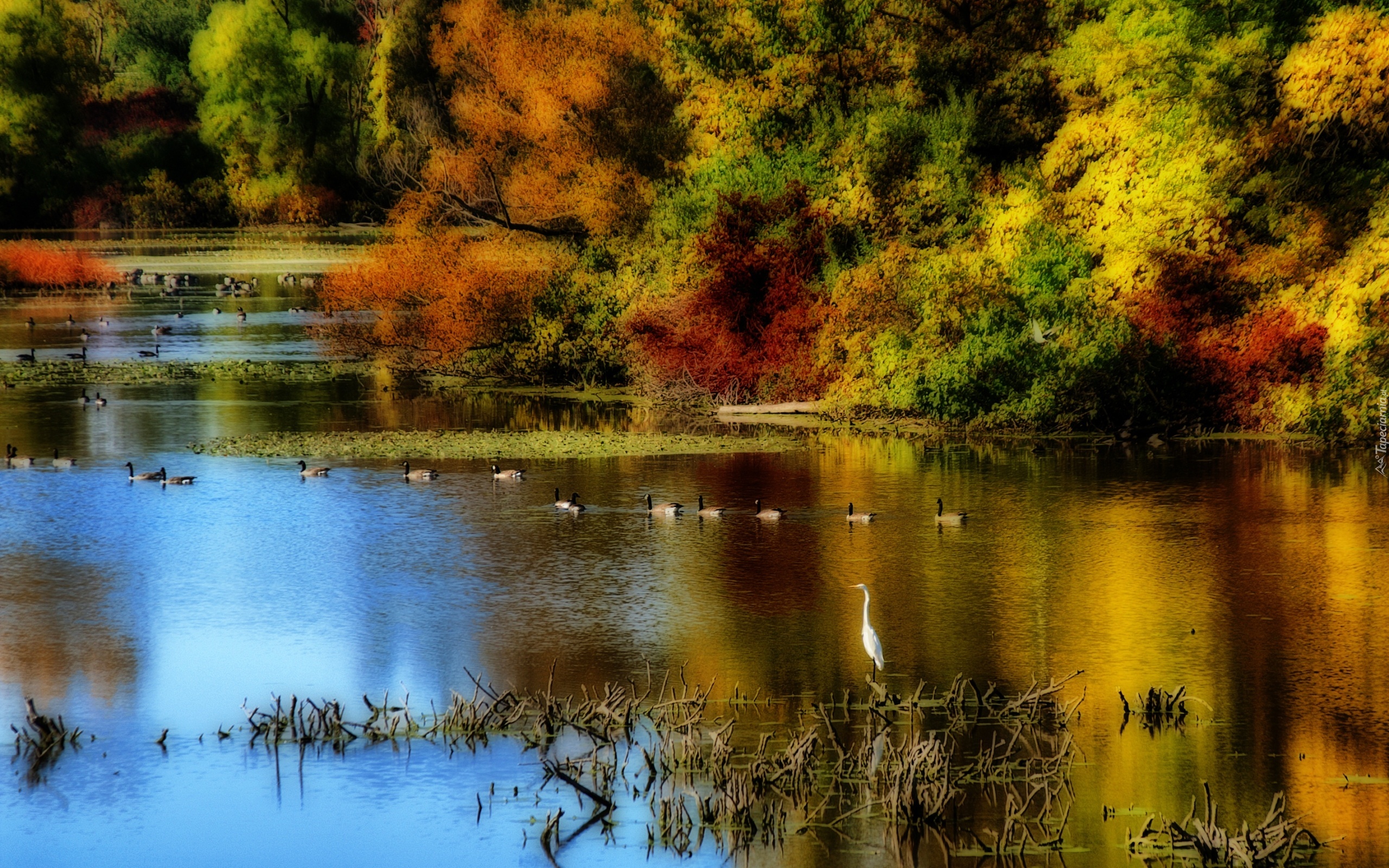 Jesień, Jezioro, Kaczki, Drzewa