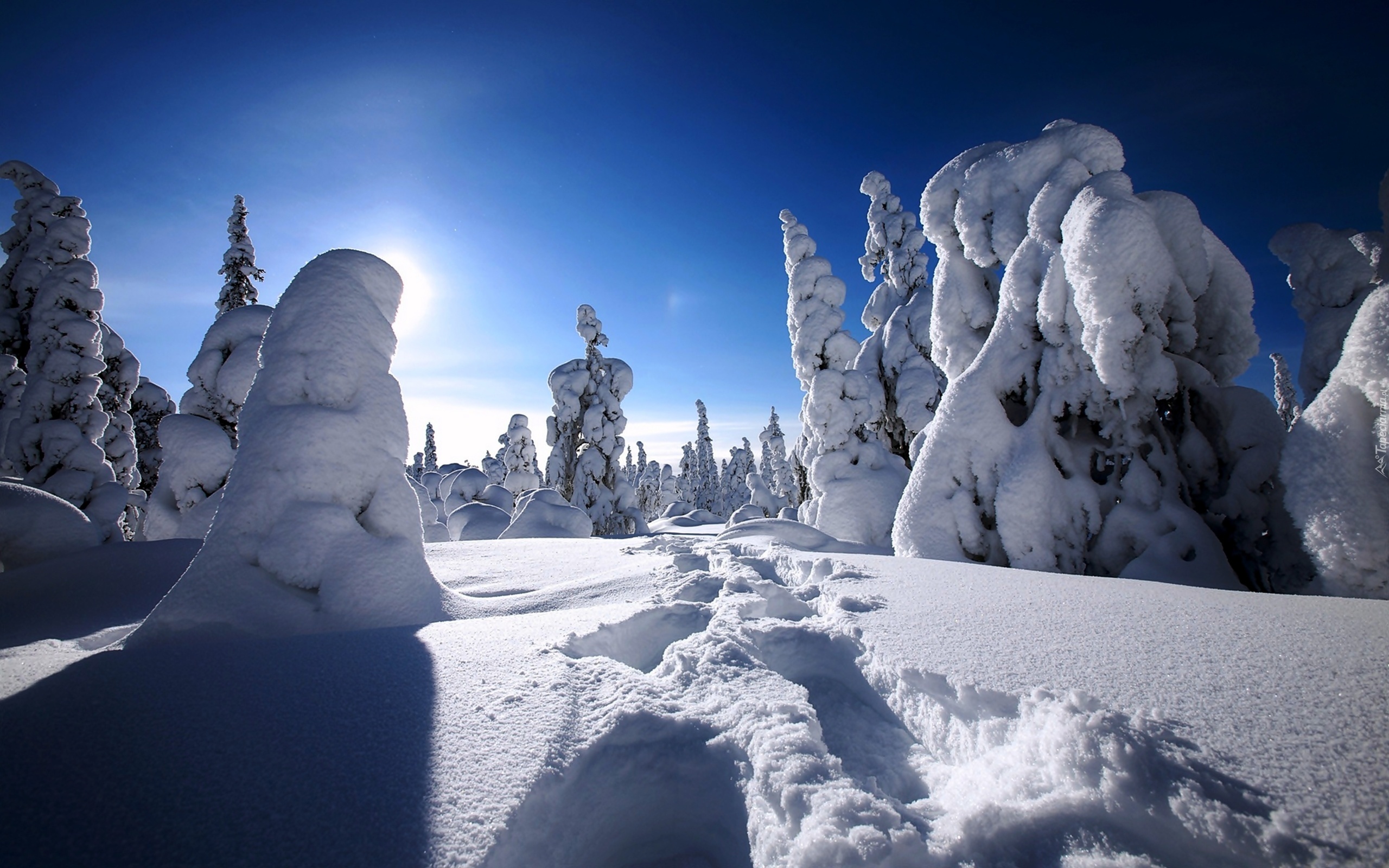 Choinki, Śnieg, Niebo