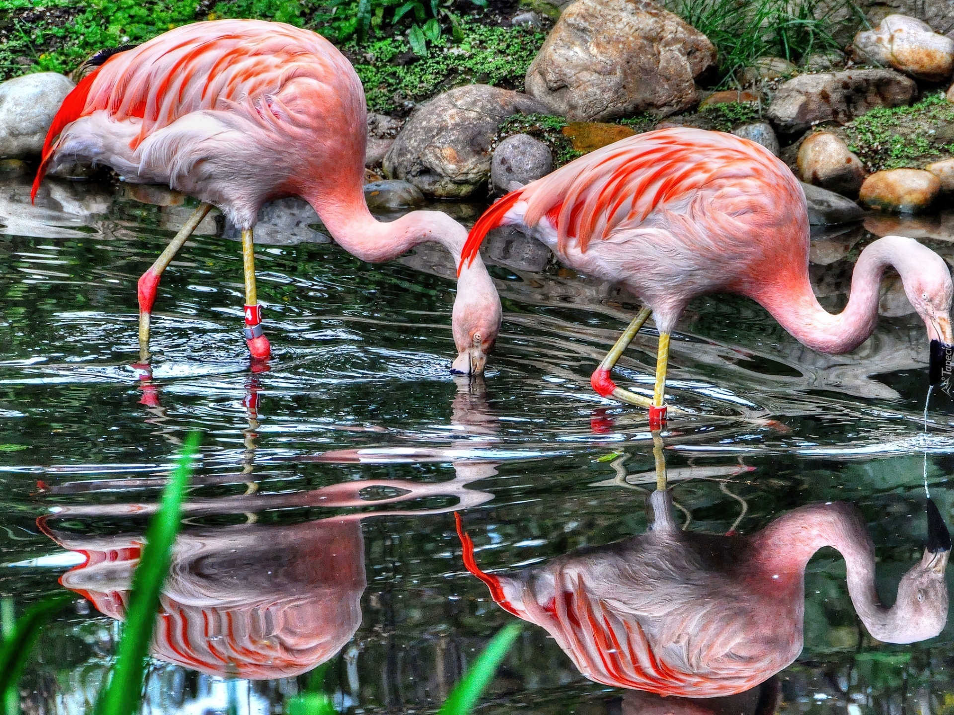 Piękne, Flamingi, Woda