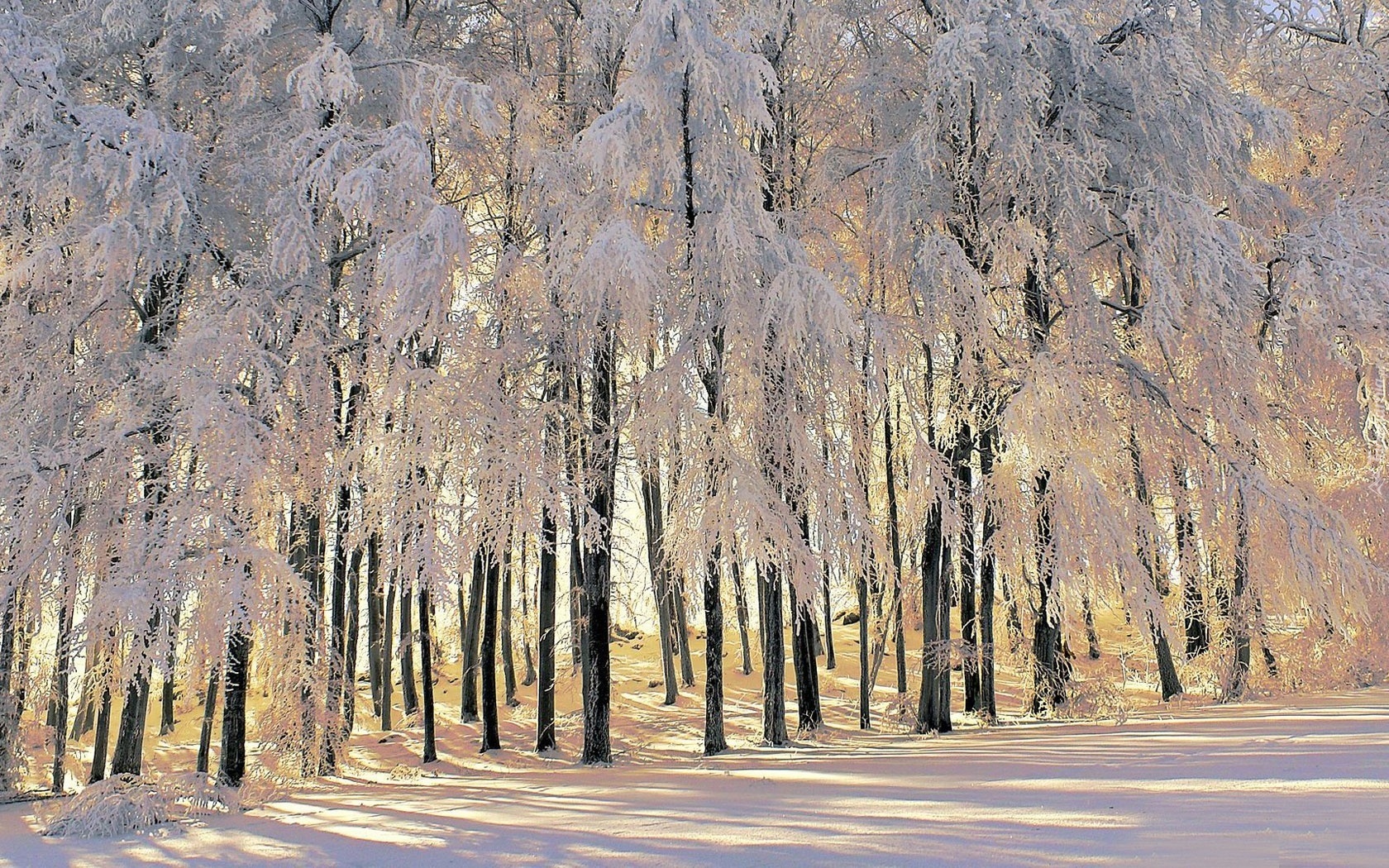 Las, Ośnieżone, Drzewa, Zima