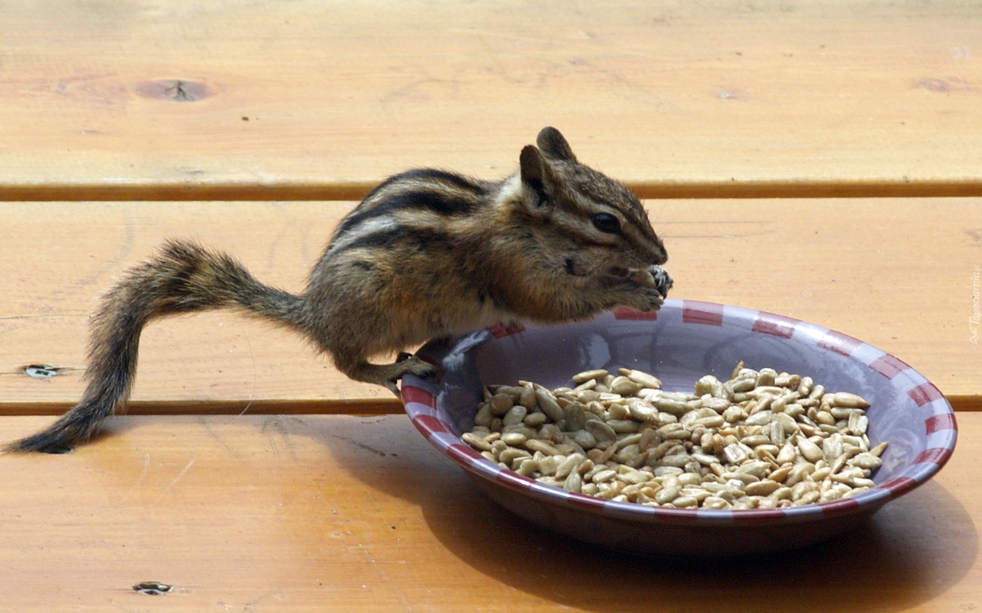 Chipmunk, Wiewiórka, Ziemna, Miska, Ziarenka, Słonecznika