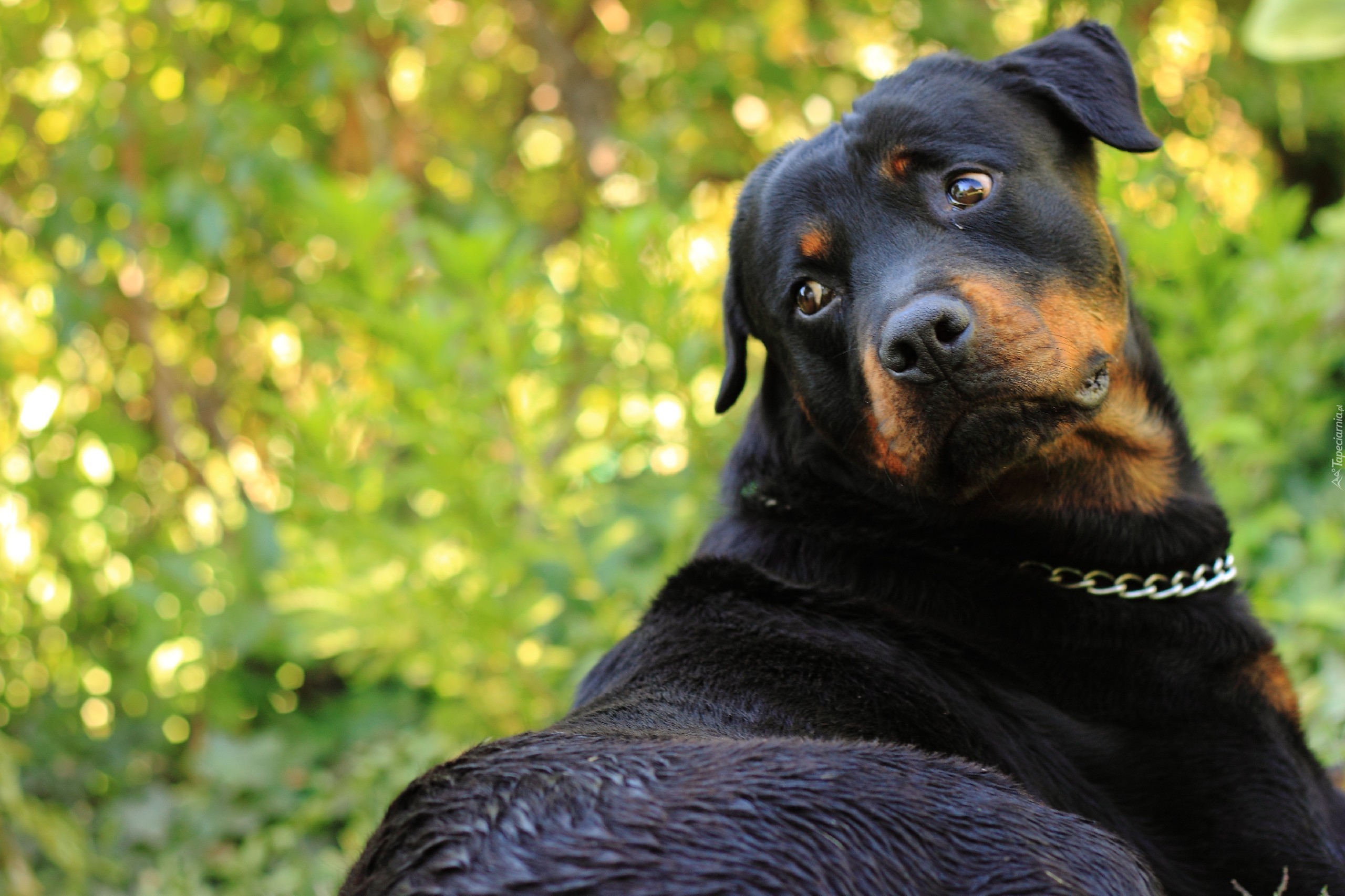 Rottweiler, Łańcuszek, Zieleń