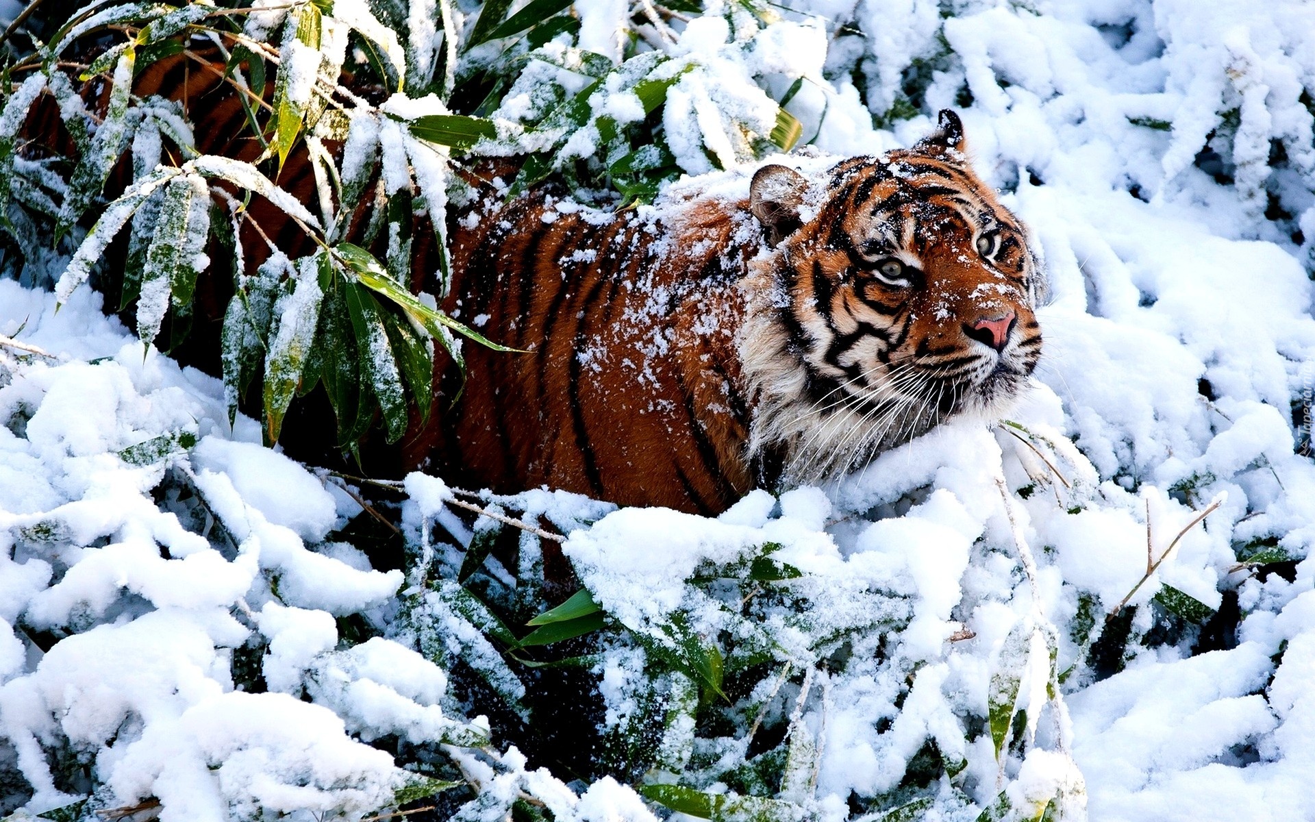 Tygrys, Śnieg, Zarośla