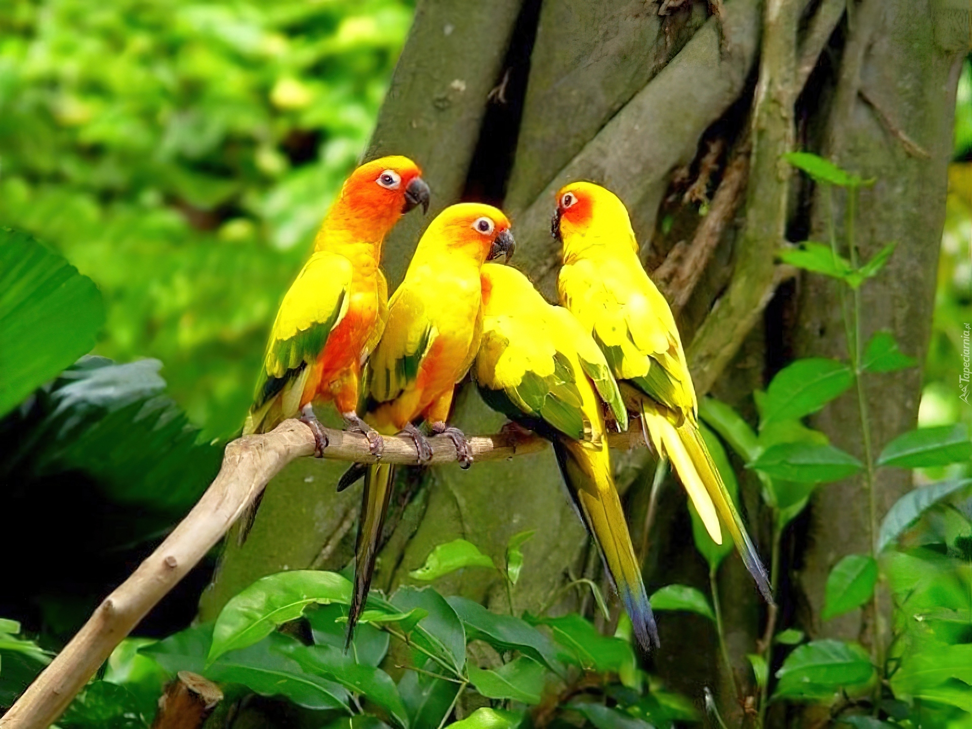 Сколько попугаев в мире