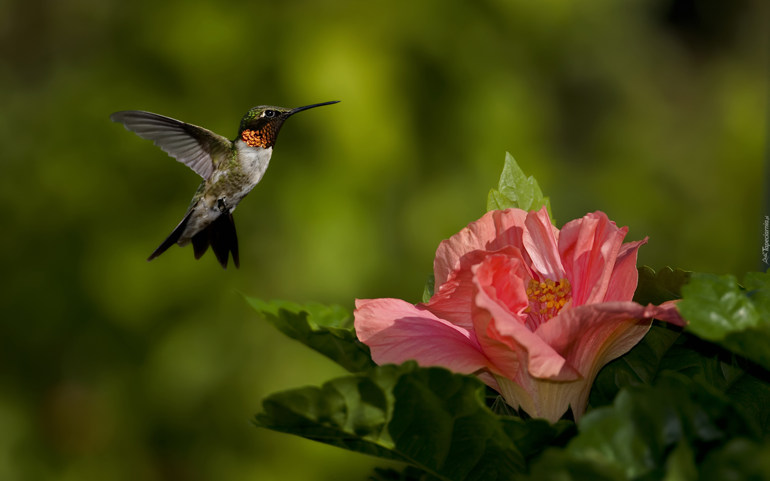 Koliber, Kwiat, Hibiskus