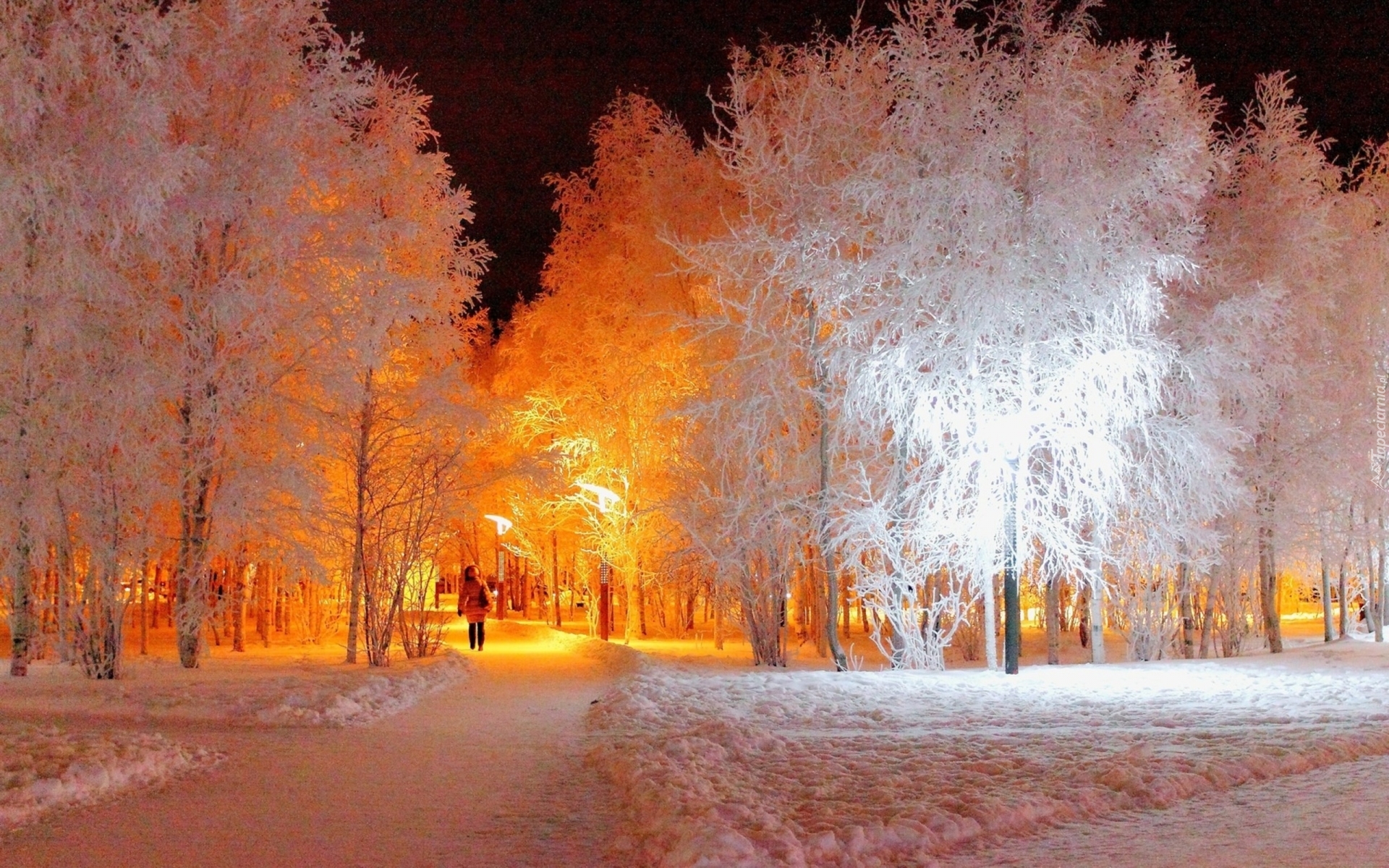 Park, Zimą, Białe, Drzewa