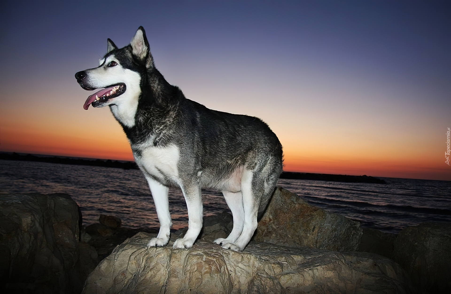 Siberian Husky, Skała, Morze, Zachód Słońca