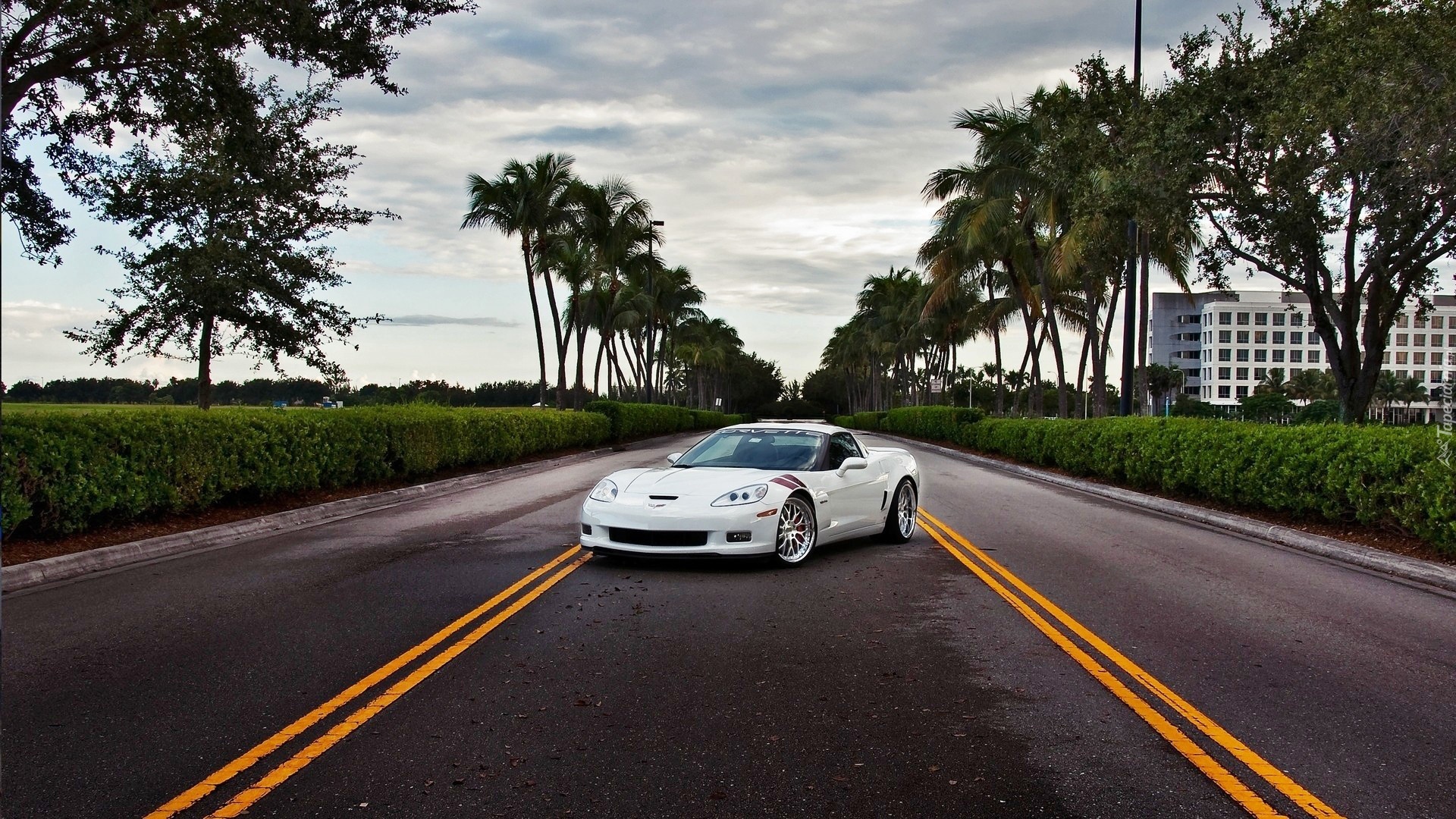 Auto, Chevrolet Corvette, Droga, Palmy